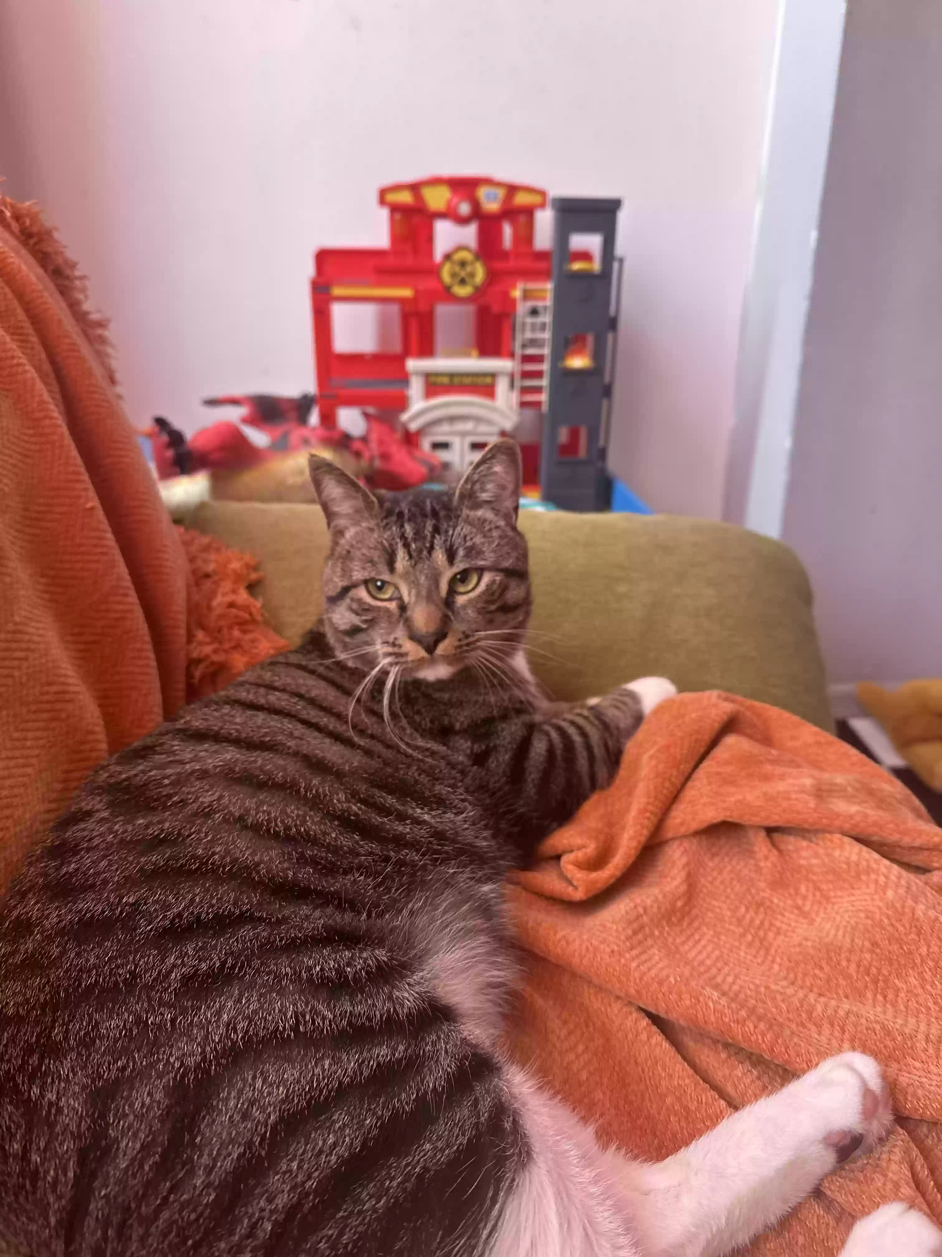 adoptable Cat in Bronx,NY named Mimo