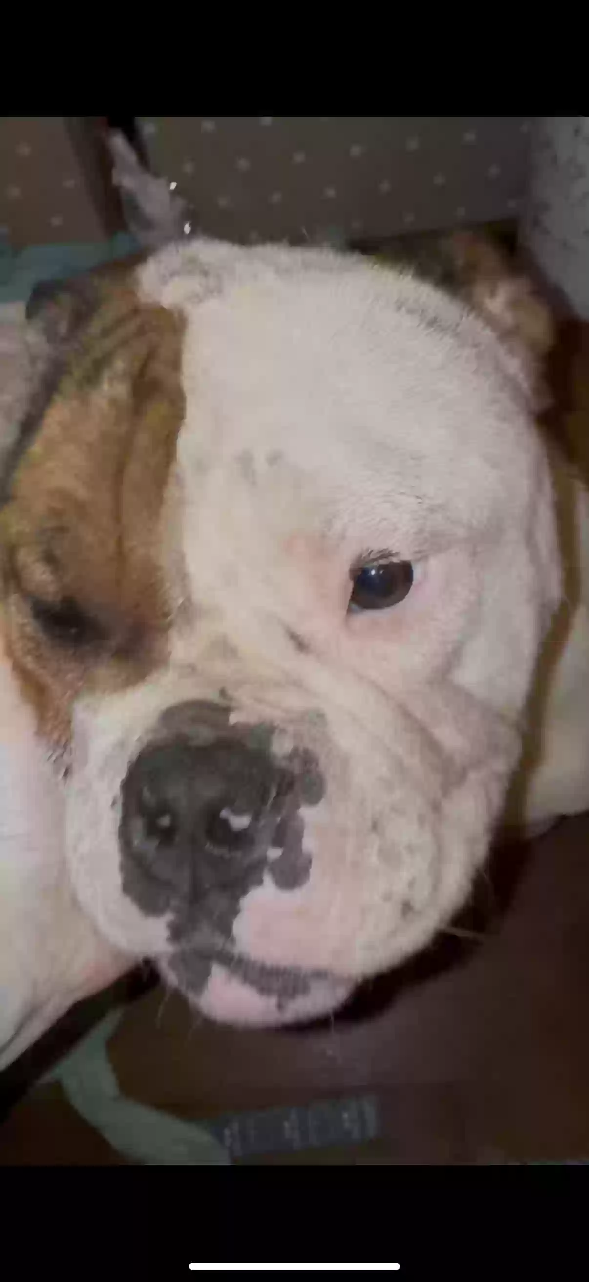 adoptable Dog in Lake City,FL named Gus