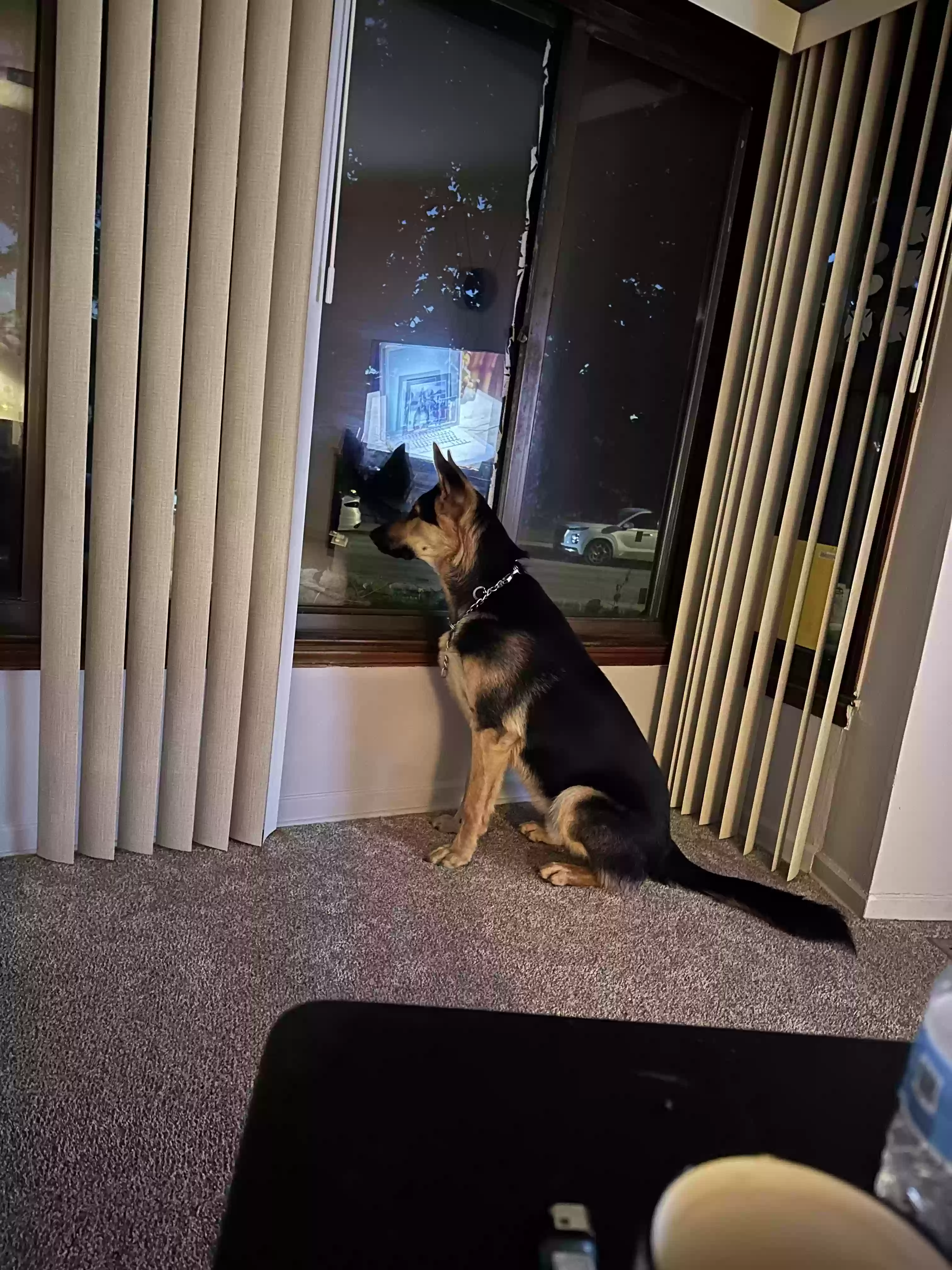 adoptable Dog in River Grove,IL named Samson