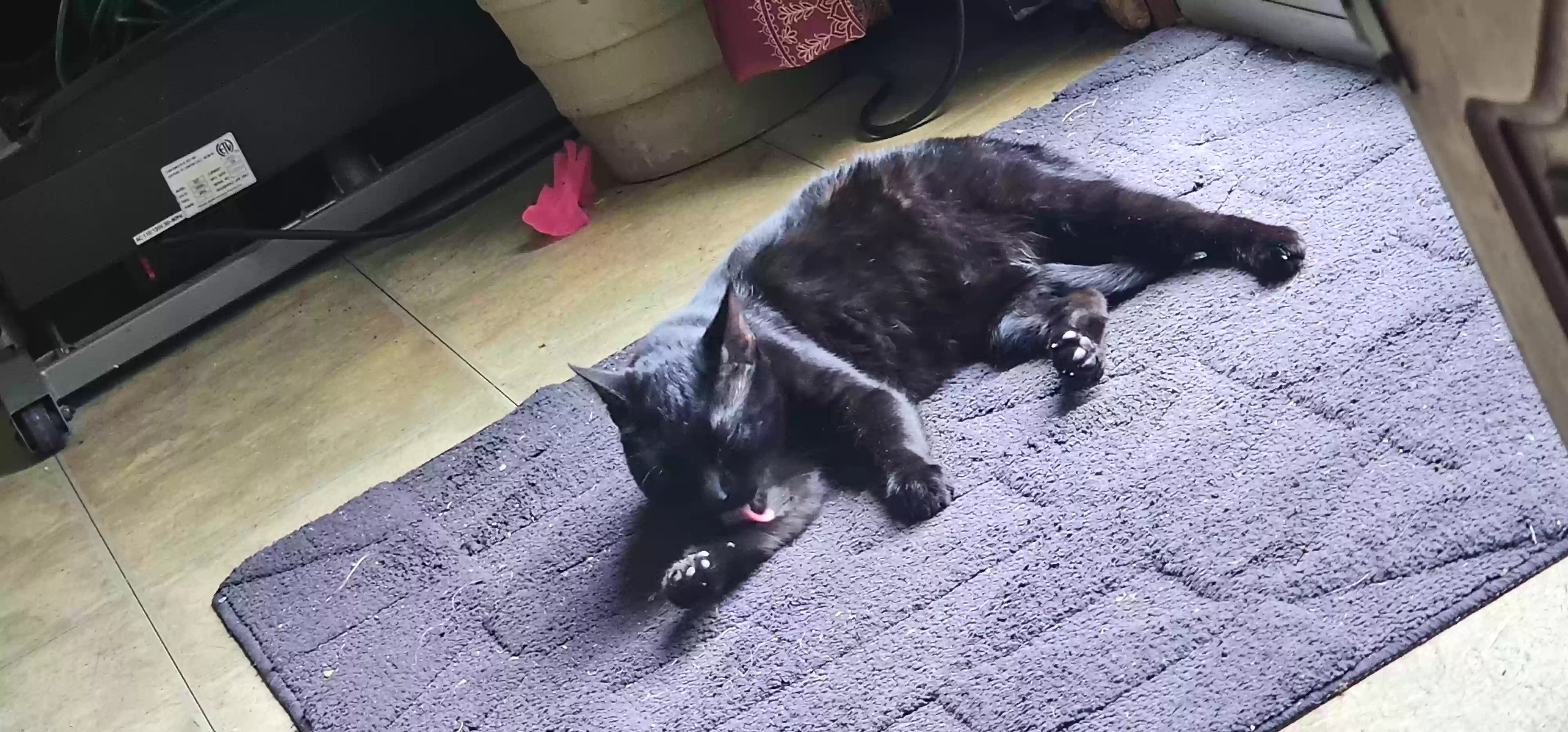 adoptable Cat in Amston,CT named
