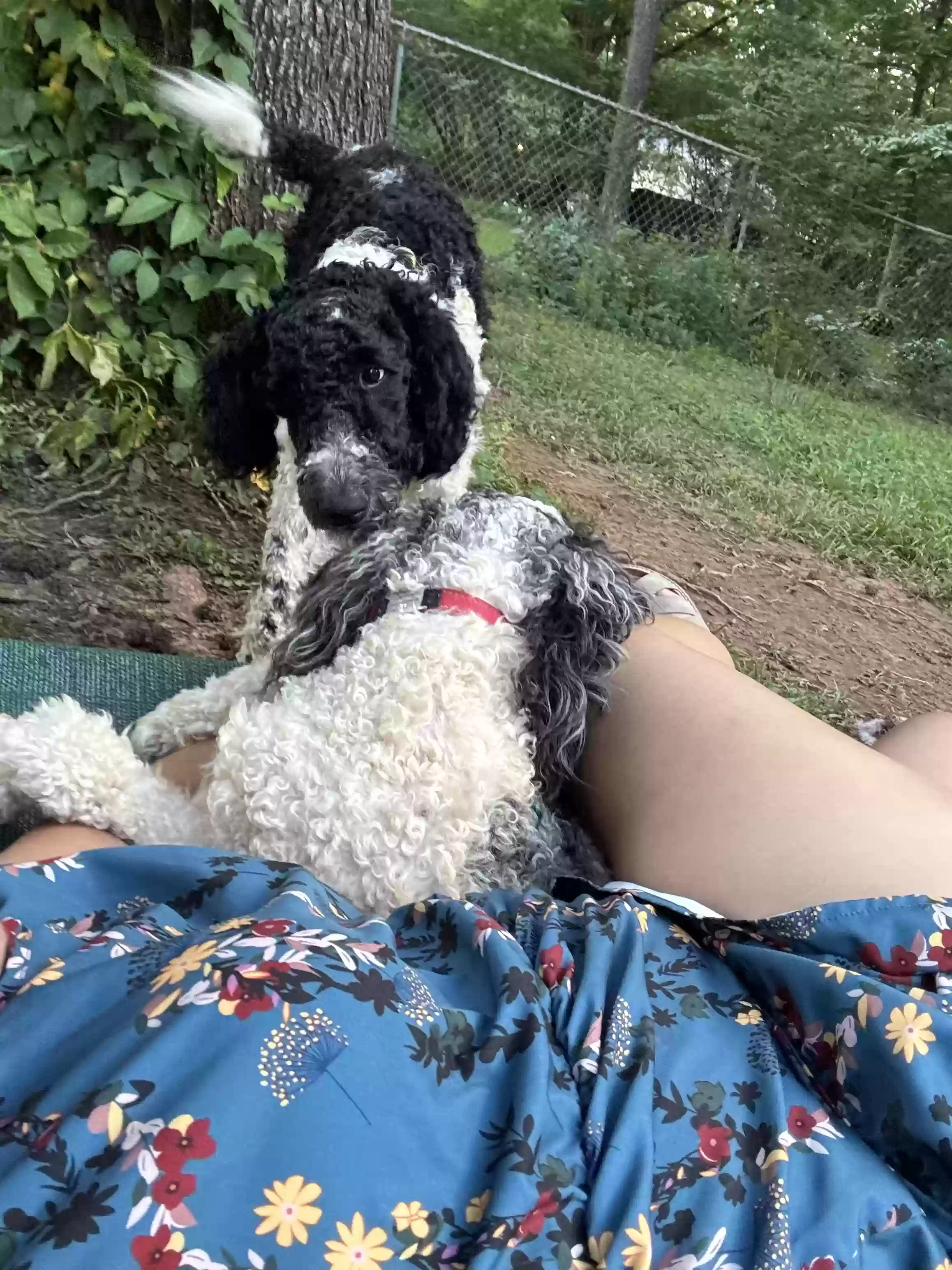 adoptable Dog in Trussville,AL named Zoro
