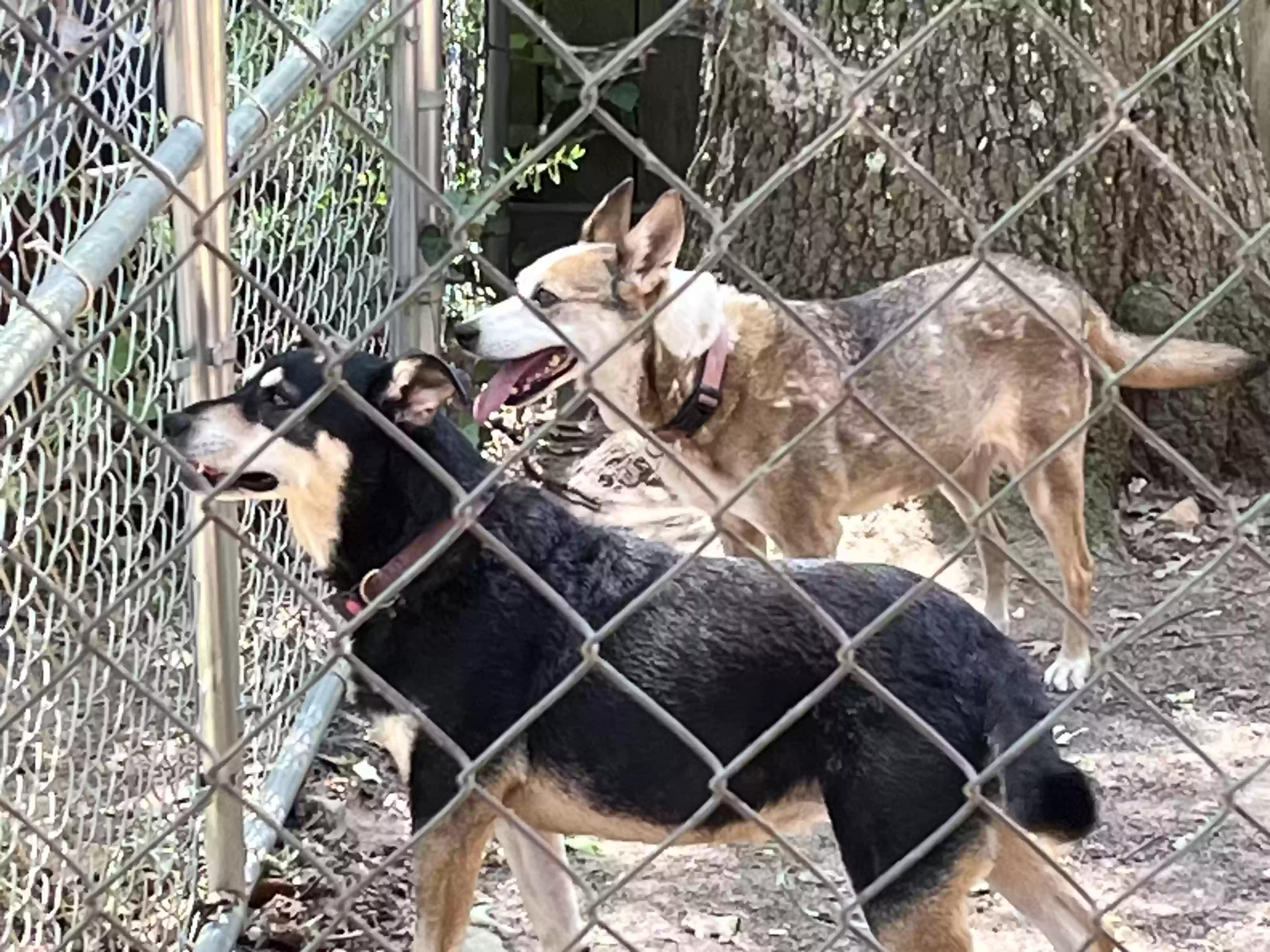 adoptable Dog in Rome,GA named Daisy