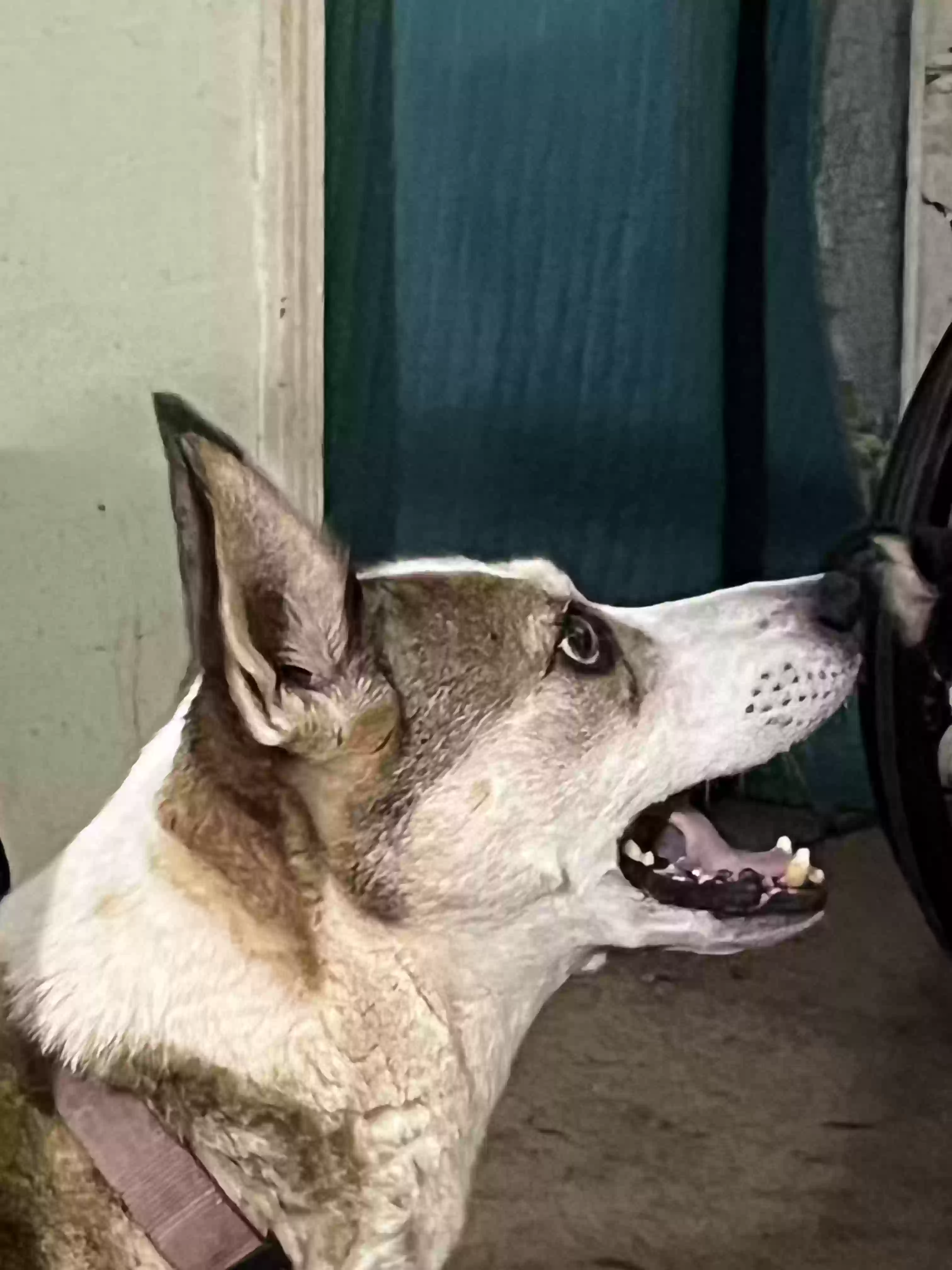 adoptable Dog in Rome,GA named Bella
