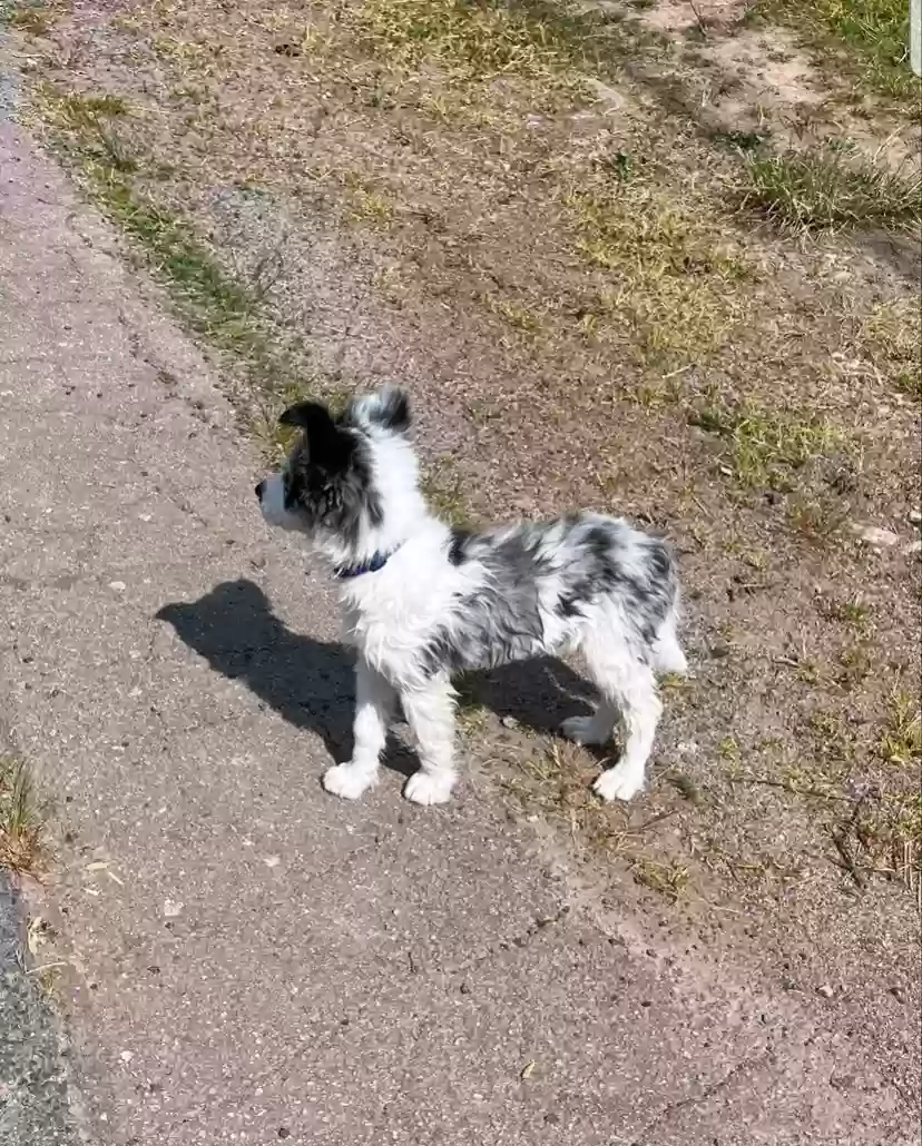 adoptable Dog in Los Angeles,CA named Kikky