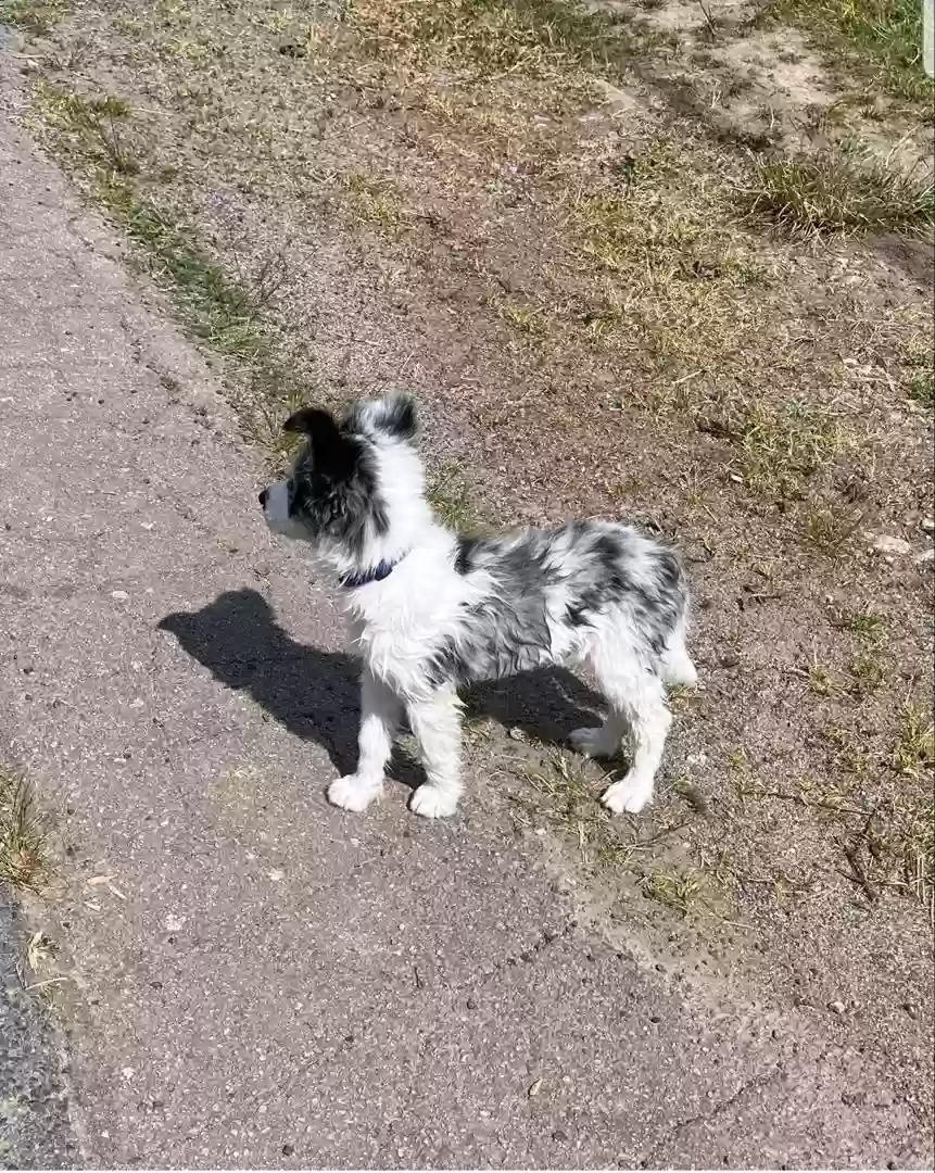 adoptable Dog in Virginia Beach,VA named Kikky