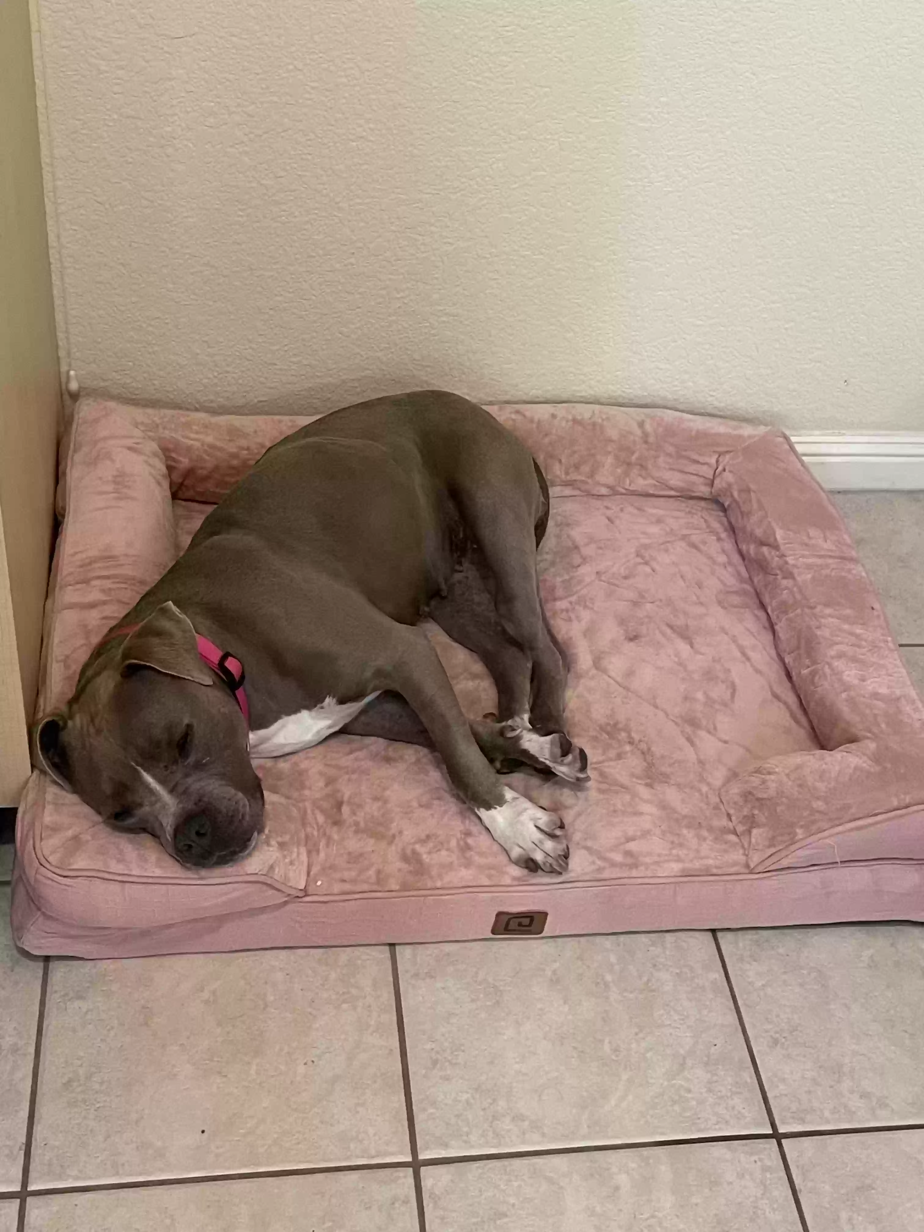 adoptable Dog in San Leandro,CA named Diva