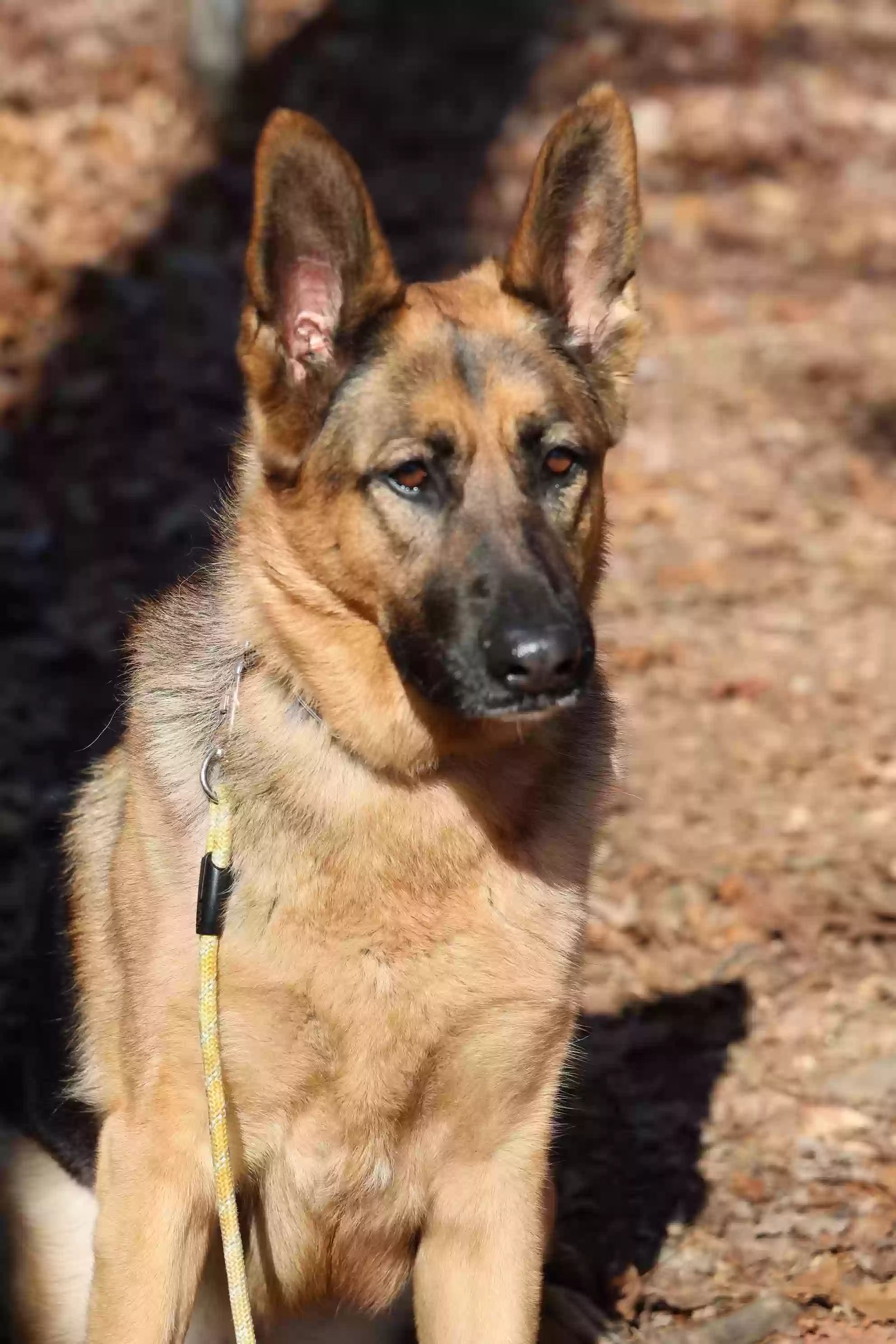 adoptable Dog in Duluth,GA named Emma