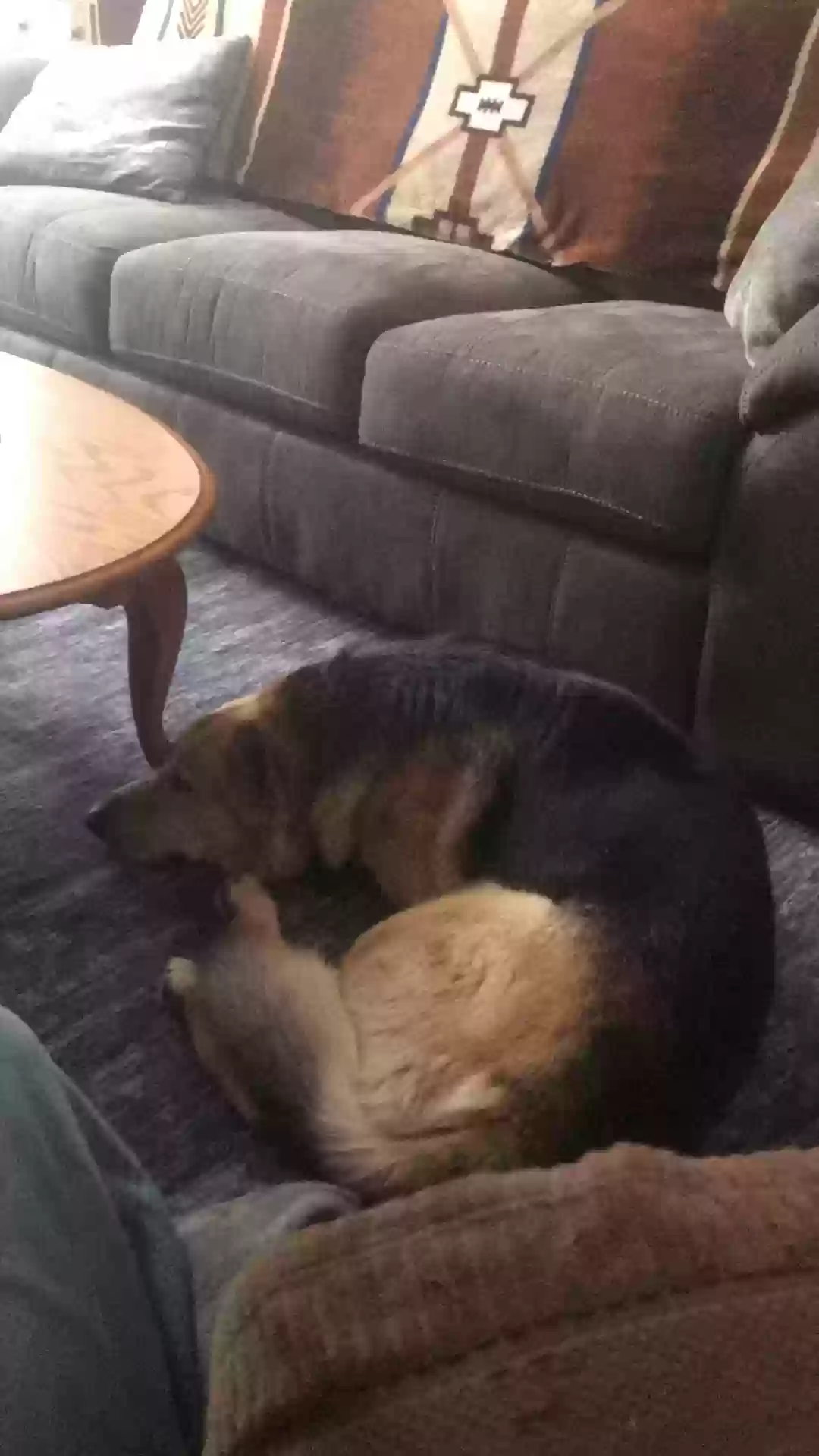 adoptable Dog in Sublette,IL named Yōna