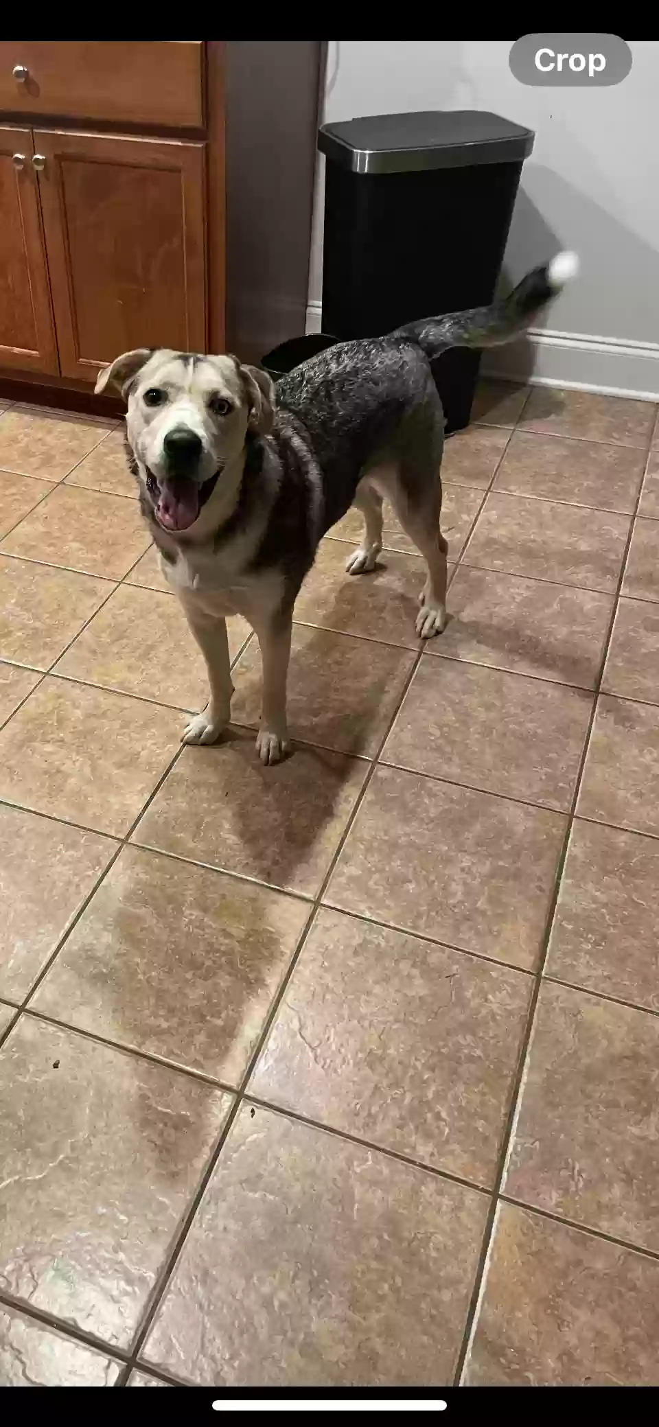 adoptable Dog in Pelham,AL named Lola