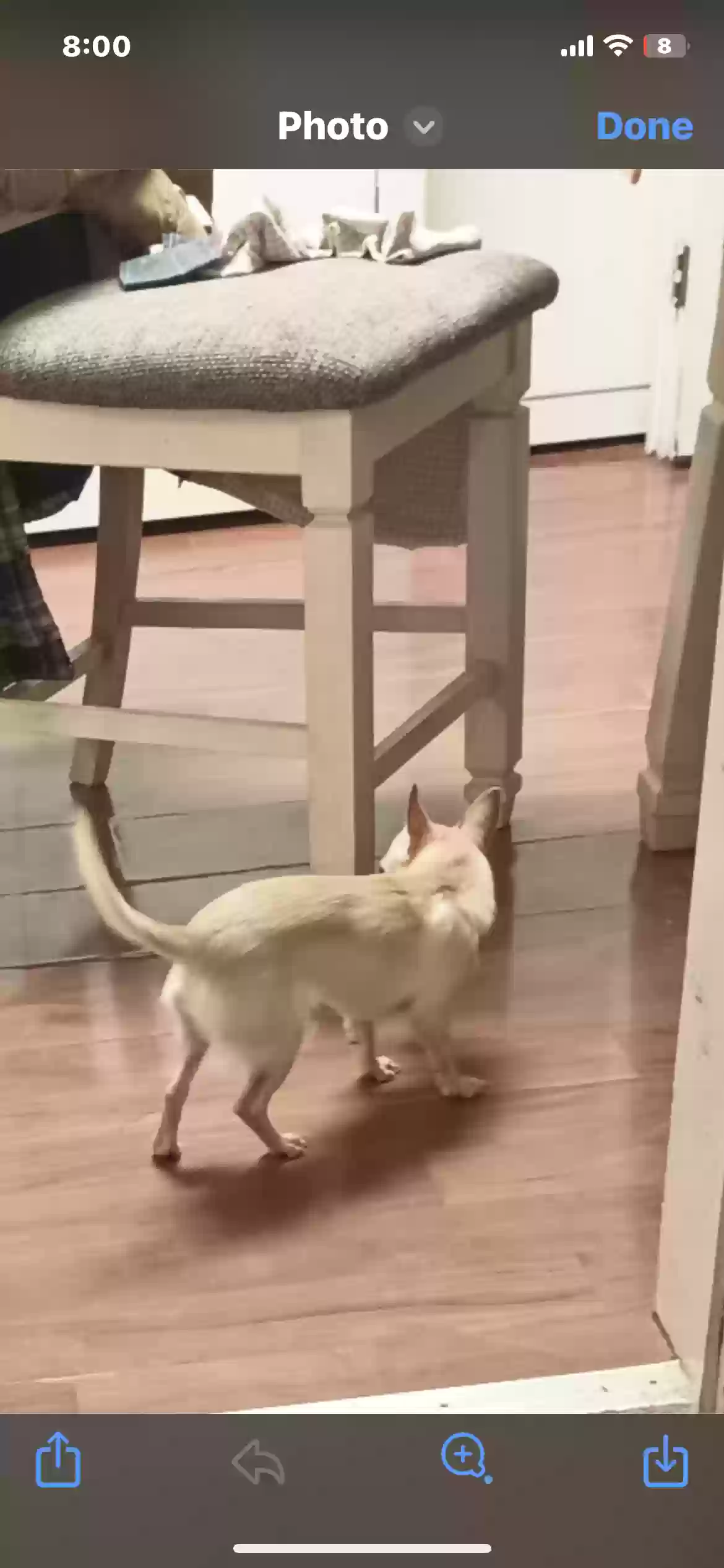 adoptable Dog in Franklin,OH named Bella