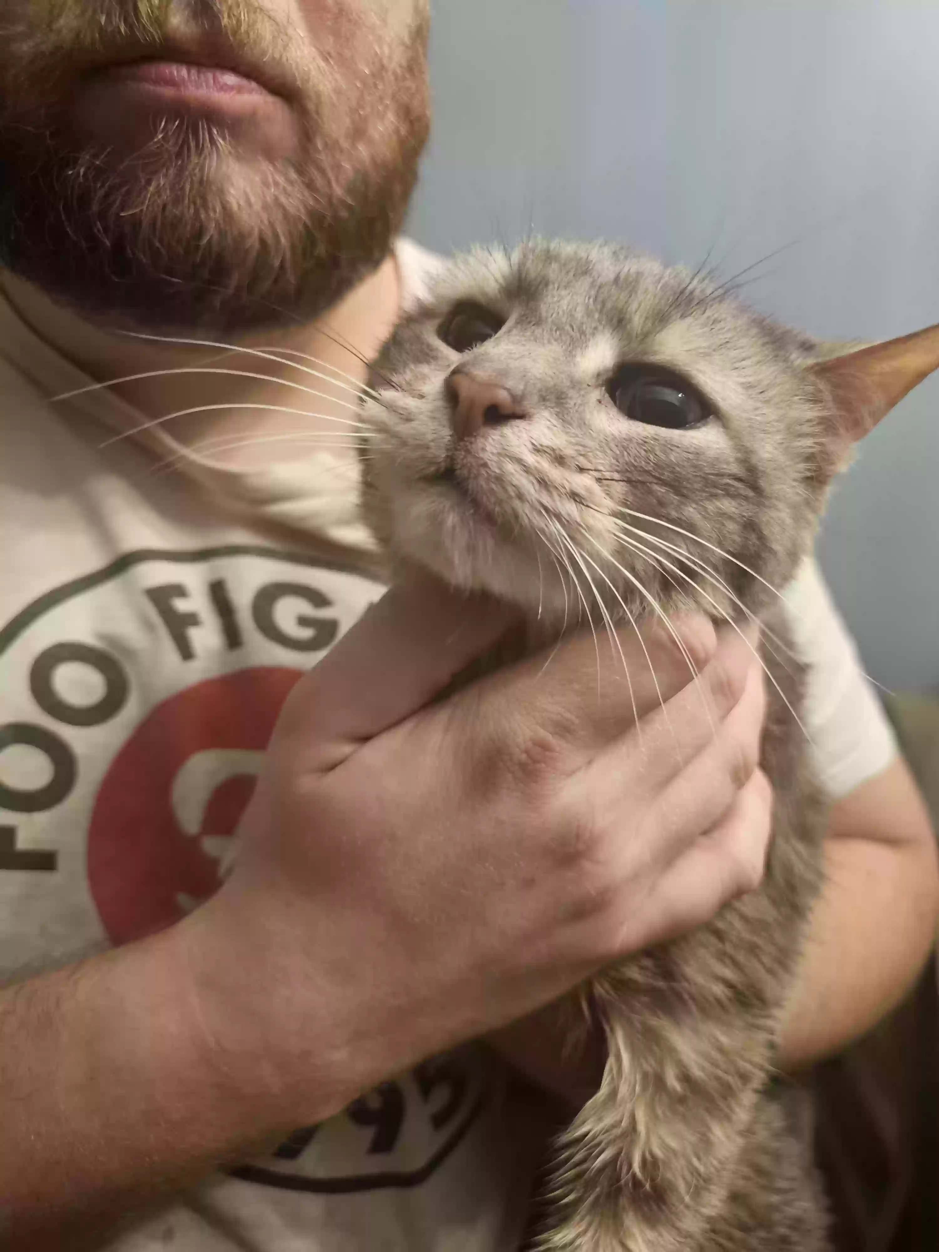 adoptable Cat in Cincinnati,OH named Fidget