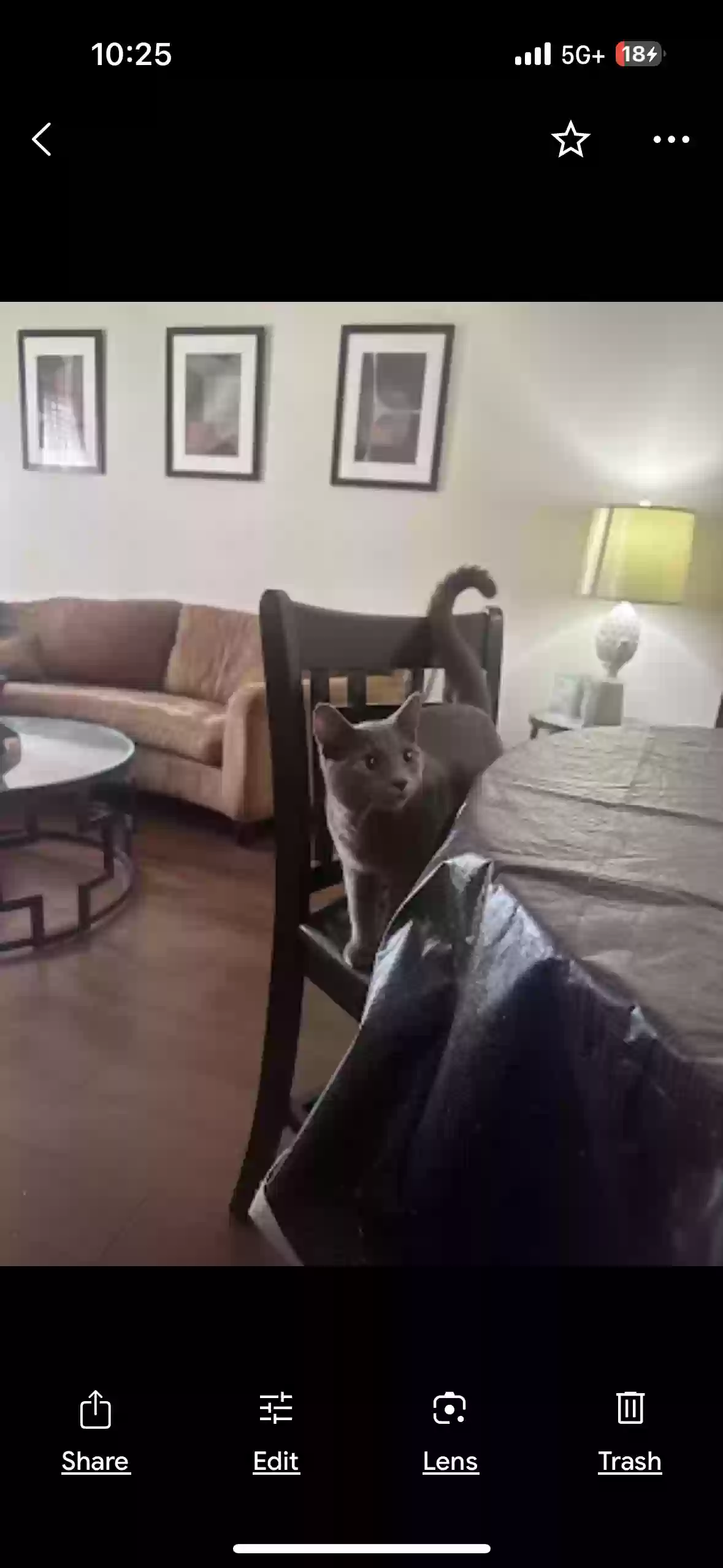 adoptable Cat in Fairburn,GA named Storm