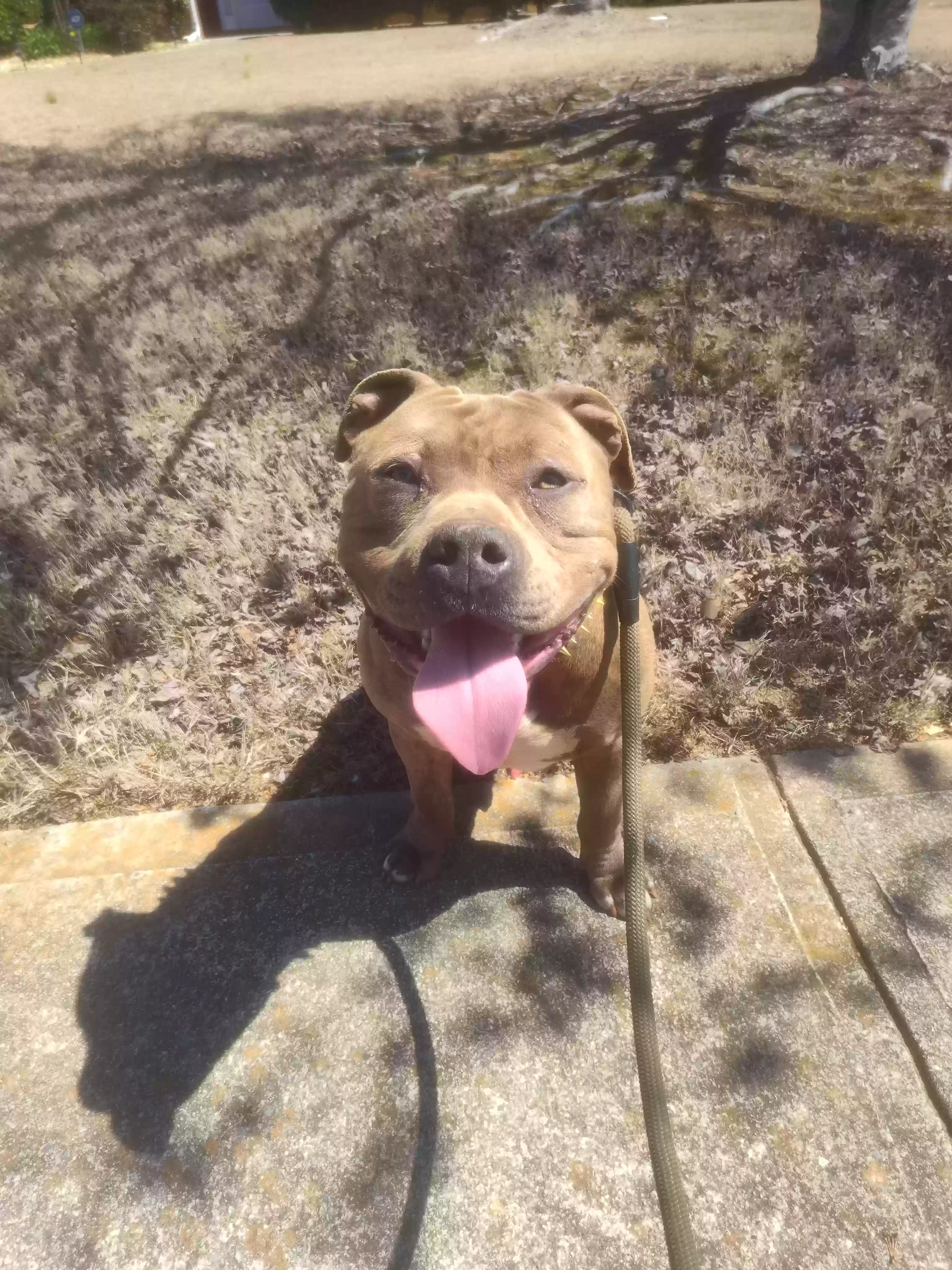 adoptable Dog in Powder Springs,GA named Achilles