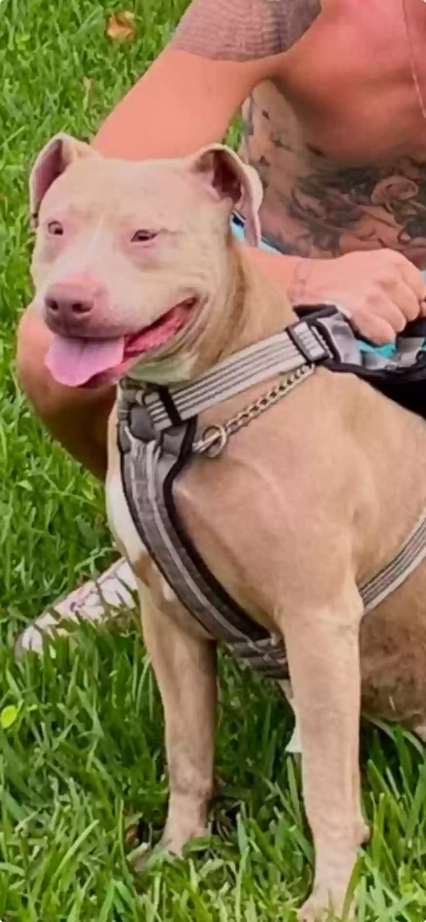 adoptable Dog in Orlando,FL named NINA