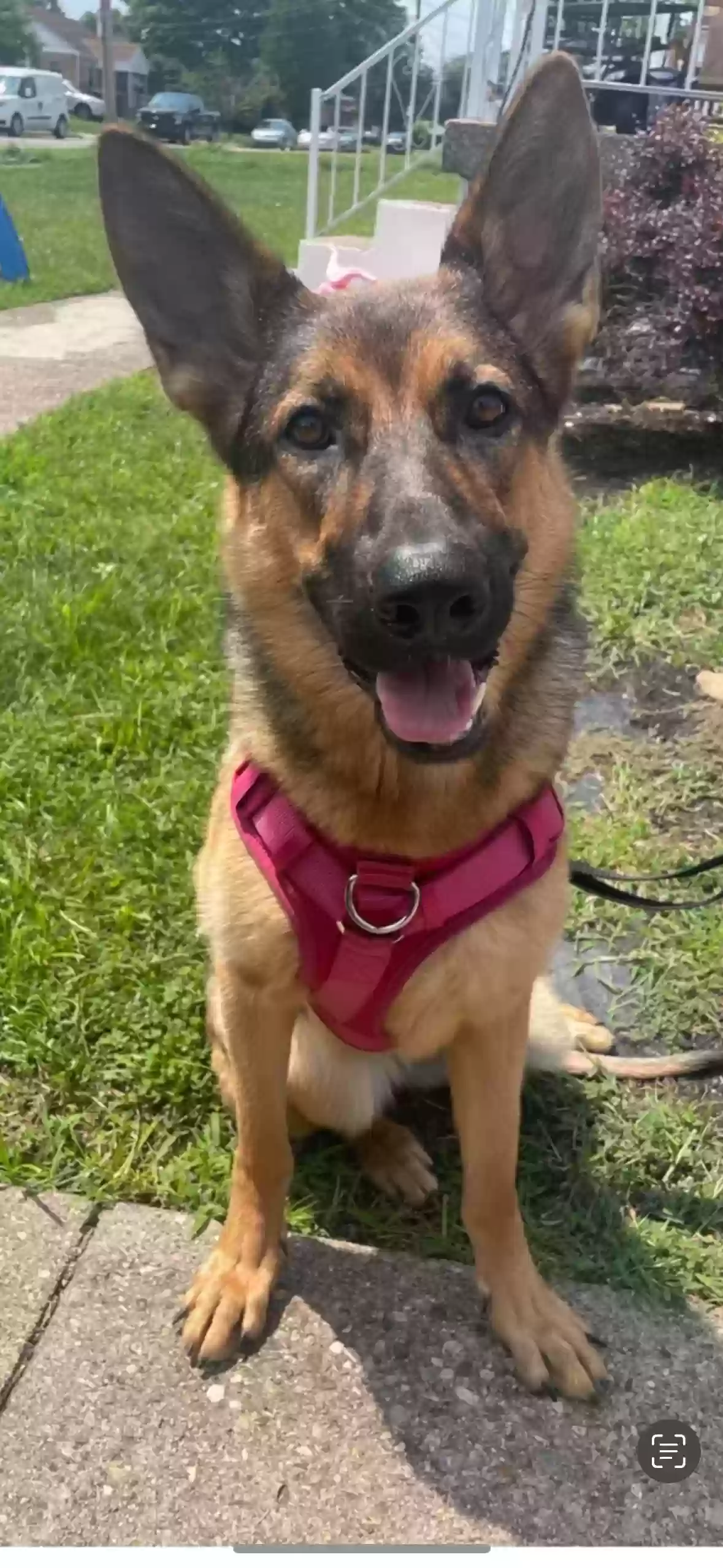 adoptable Dog in Cincinnati,OH named Luna