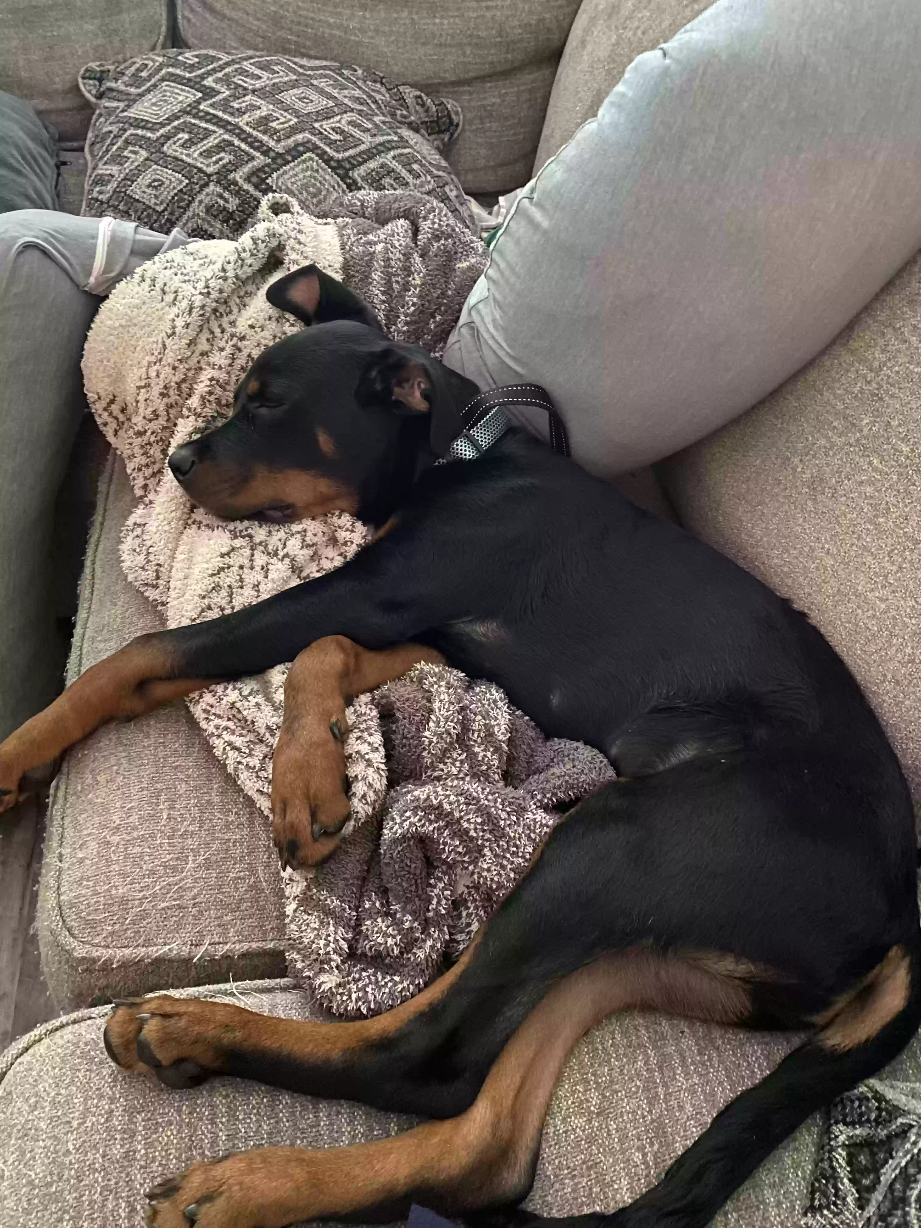 adoptable Dog in Saint Louis,MO named Jax