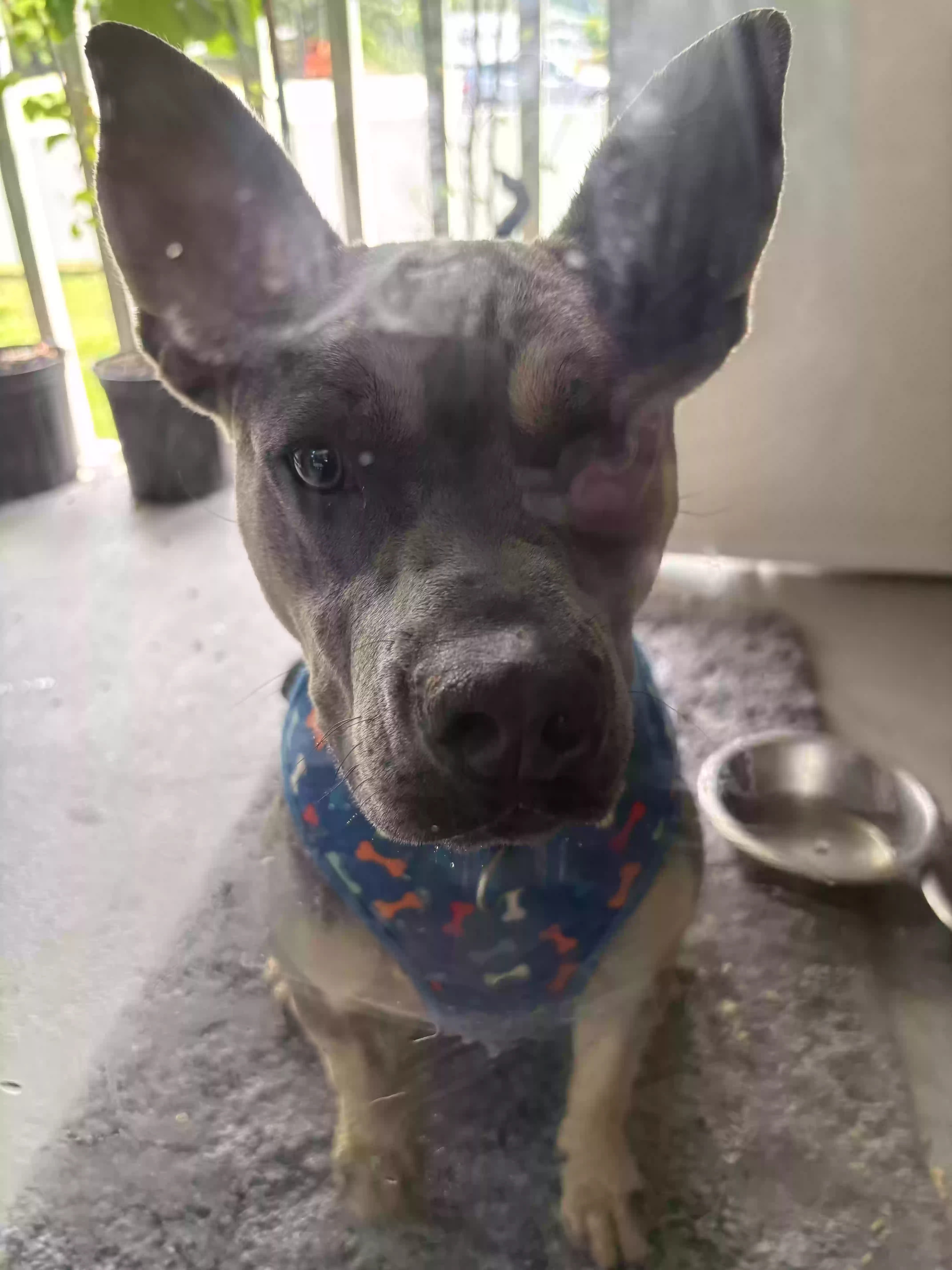 adoptable Dog in Simpsonville,SC named Moose