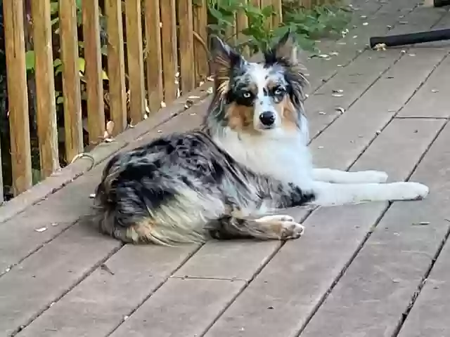 adoptable Dog in Los Gatos,CA named Nala