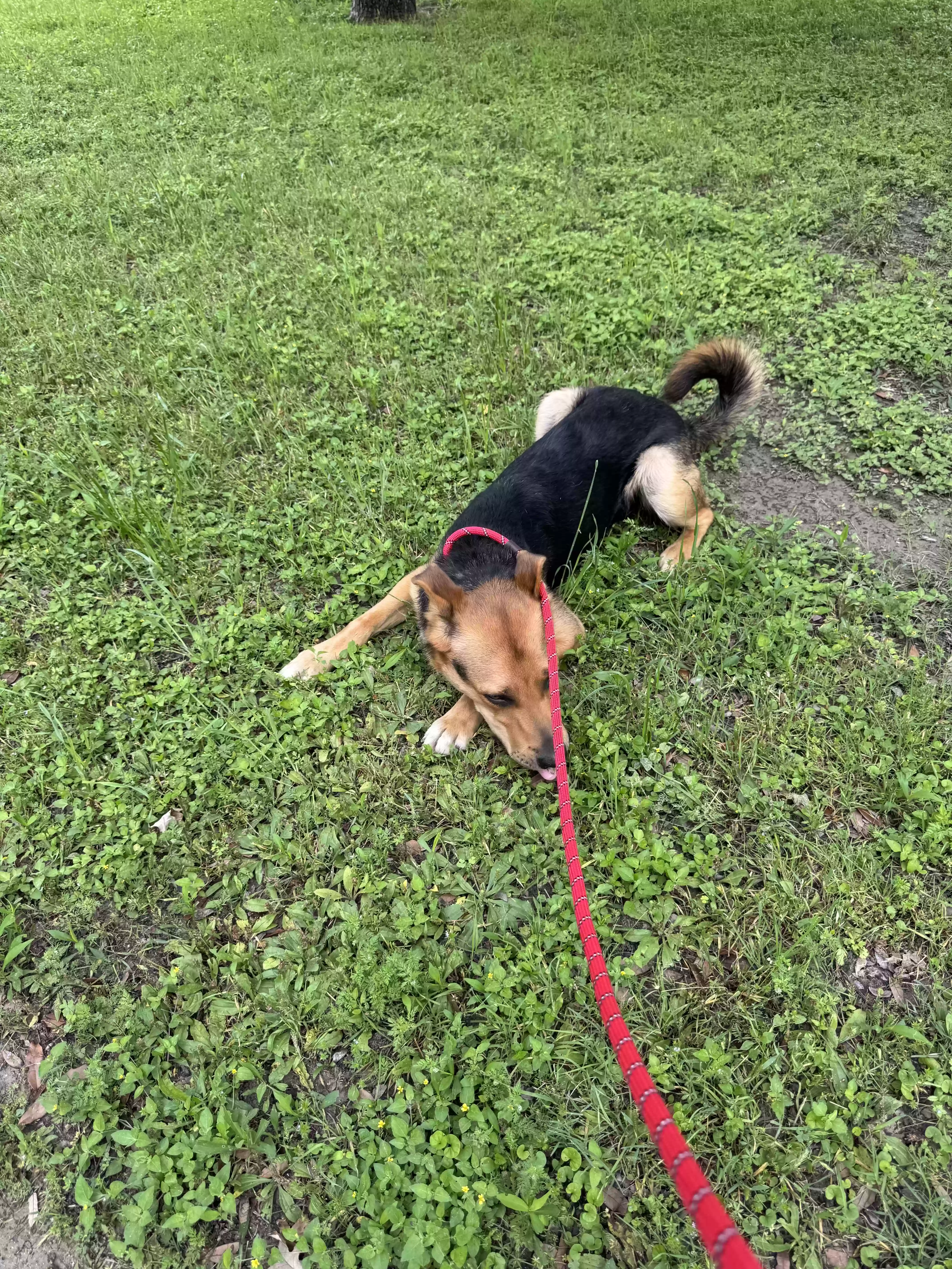 adoptable Dog in Dallas,TX named Max