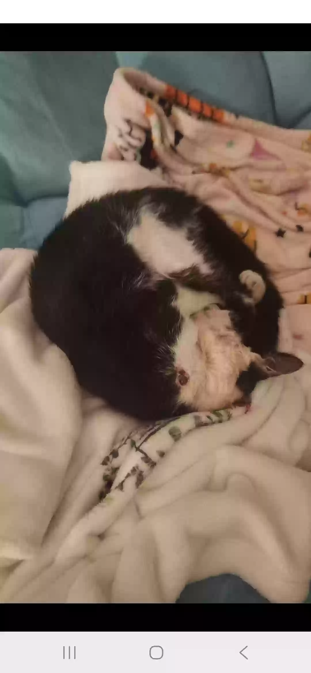 adoptable Cat in League City,TX named Uncle Fester