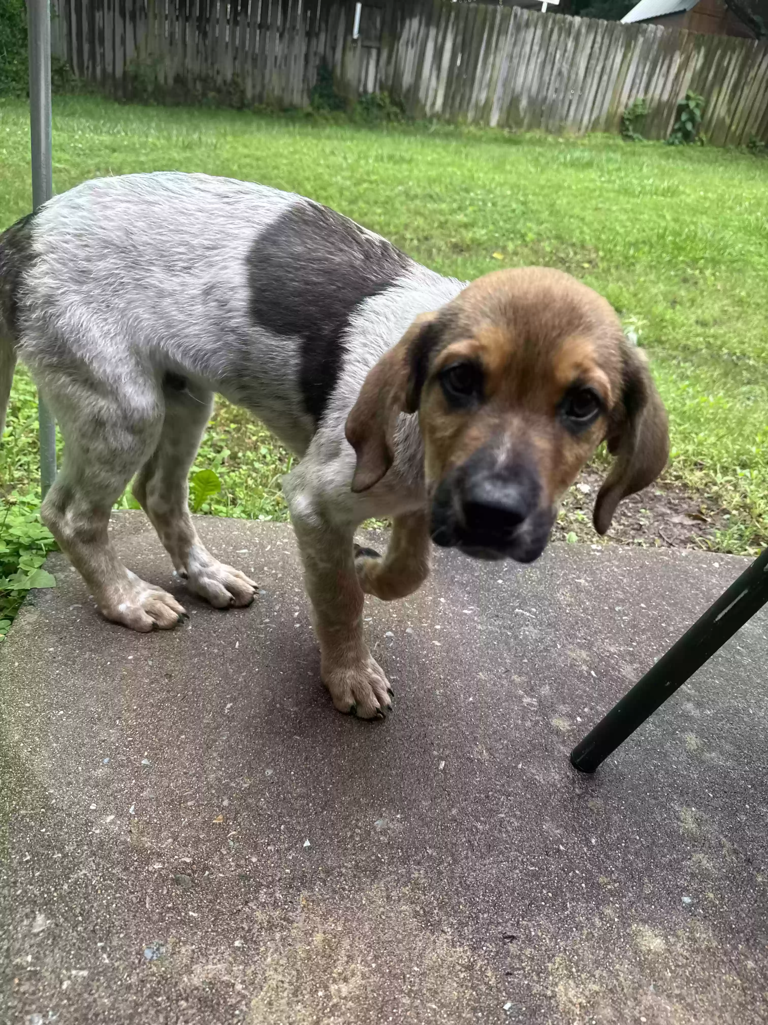 adoptable Dog in Fayetteville,AR named flea