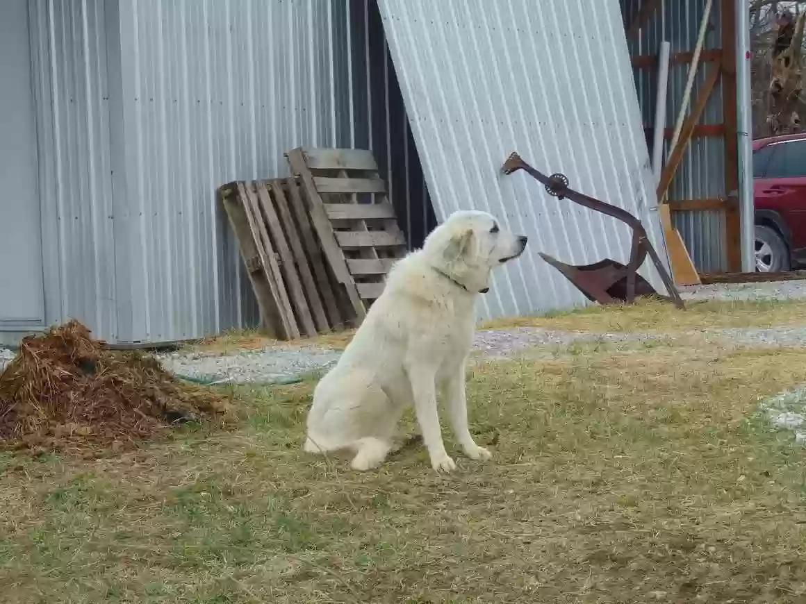 adoptable Dog in Fulton,MO named Unknown