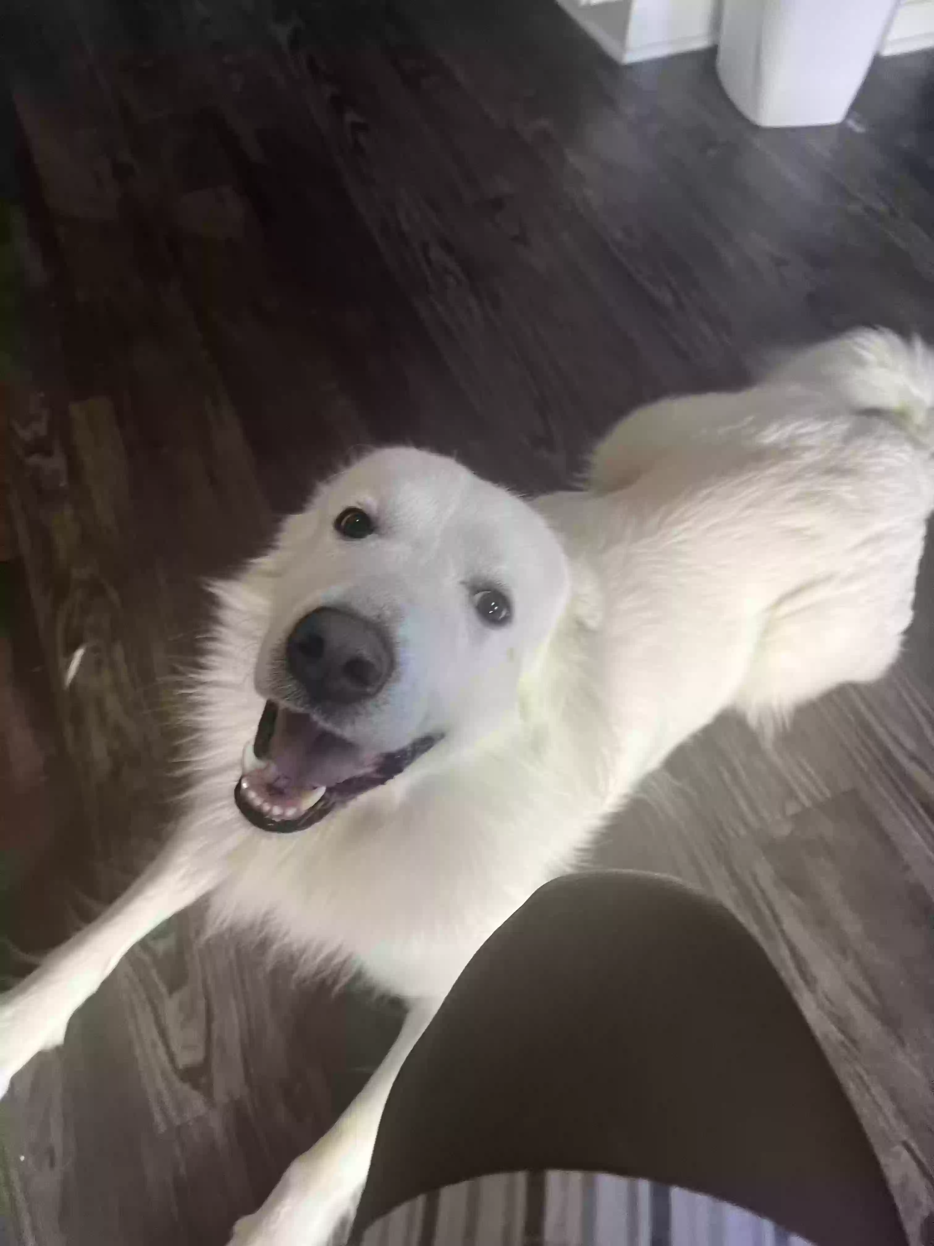adoptable Dog in Houston,TX named Cuddles
