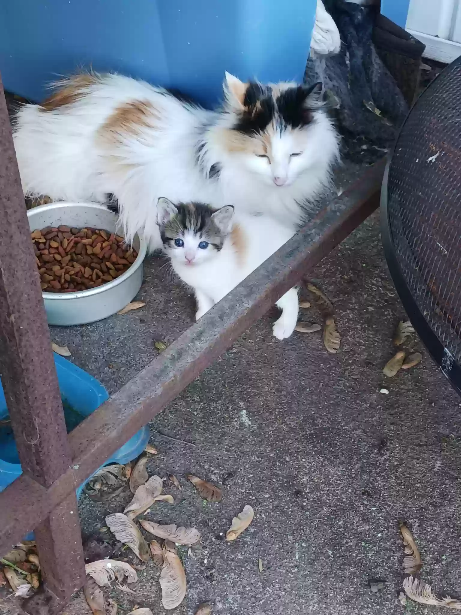 adoptable Cat in Pana,IL named