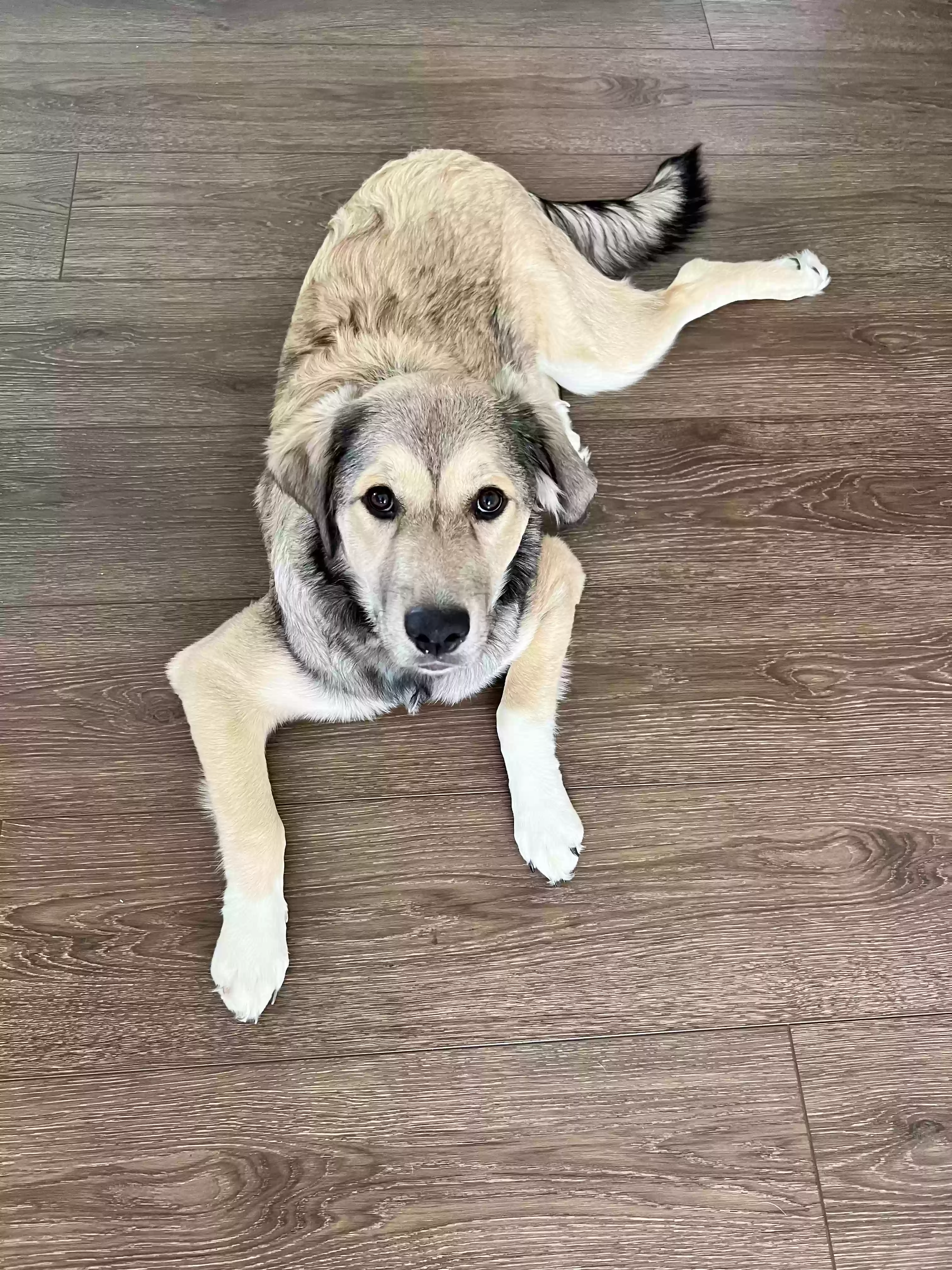 adoptable Dog in Huntertown,IN named Navani