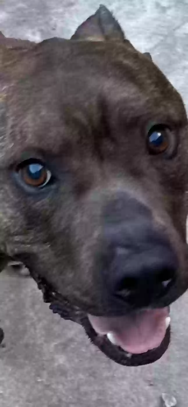 adoptable Dog in Williamson,WV named Jackson
