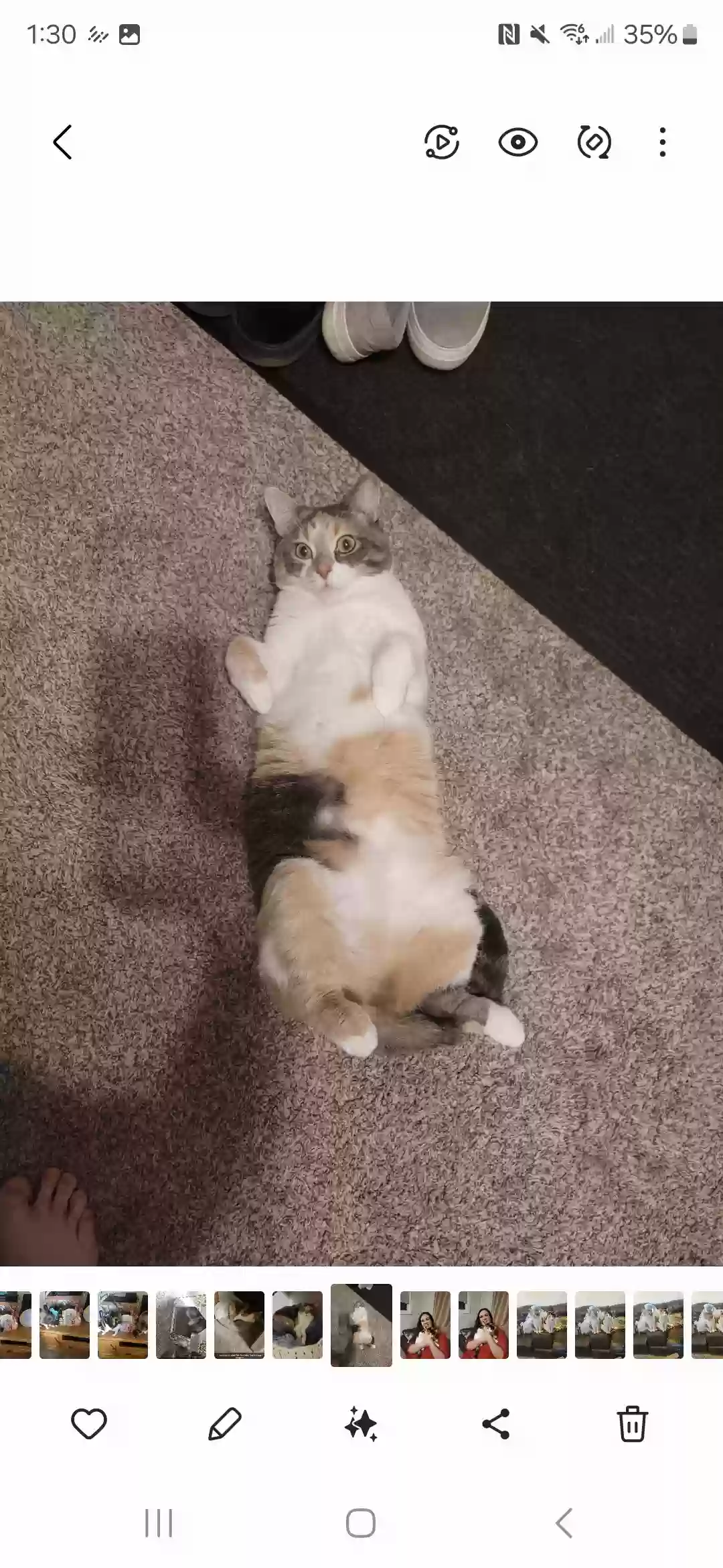 adoptable Cat in Joliet,IL named Eliza