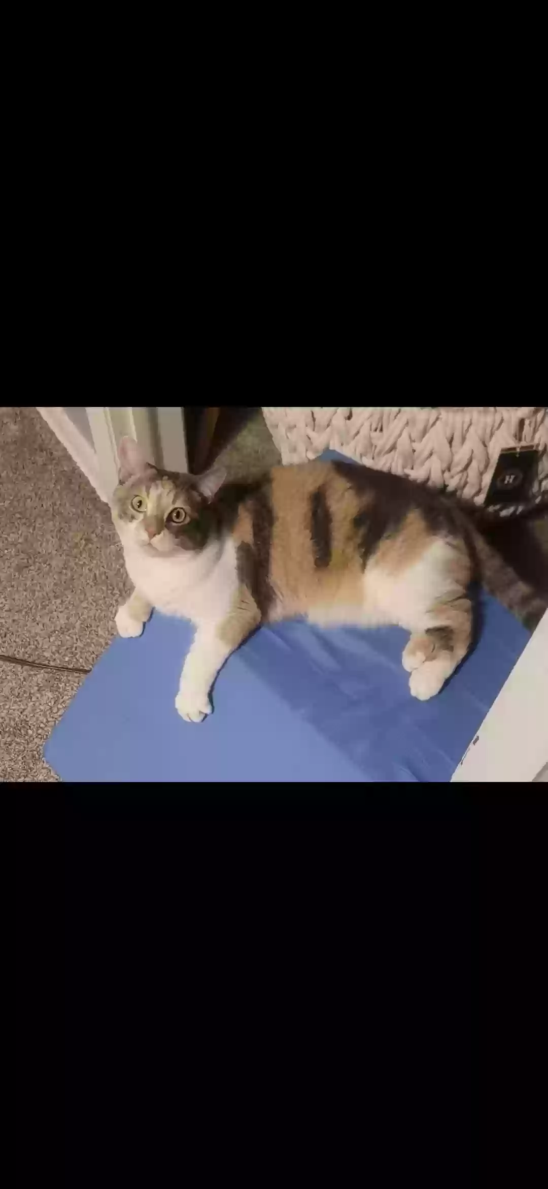 adoptable Cat in Joliet,IL named Eliza