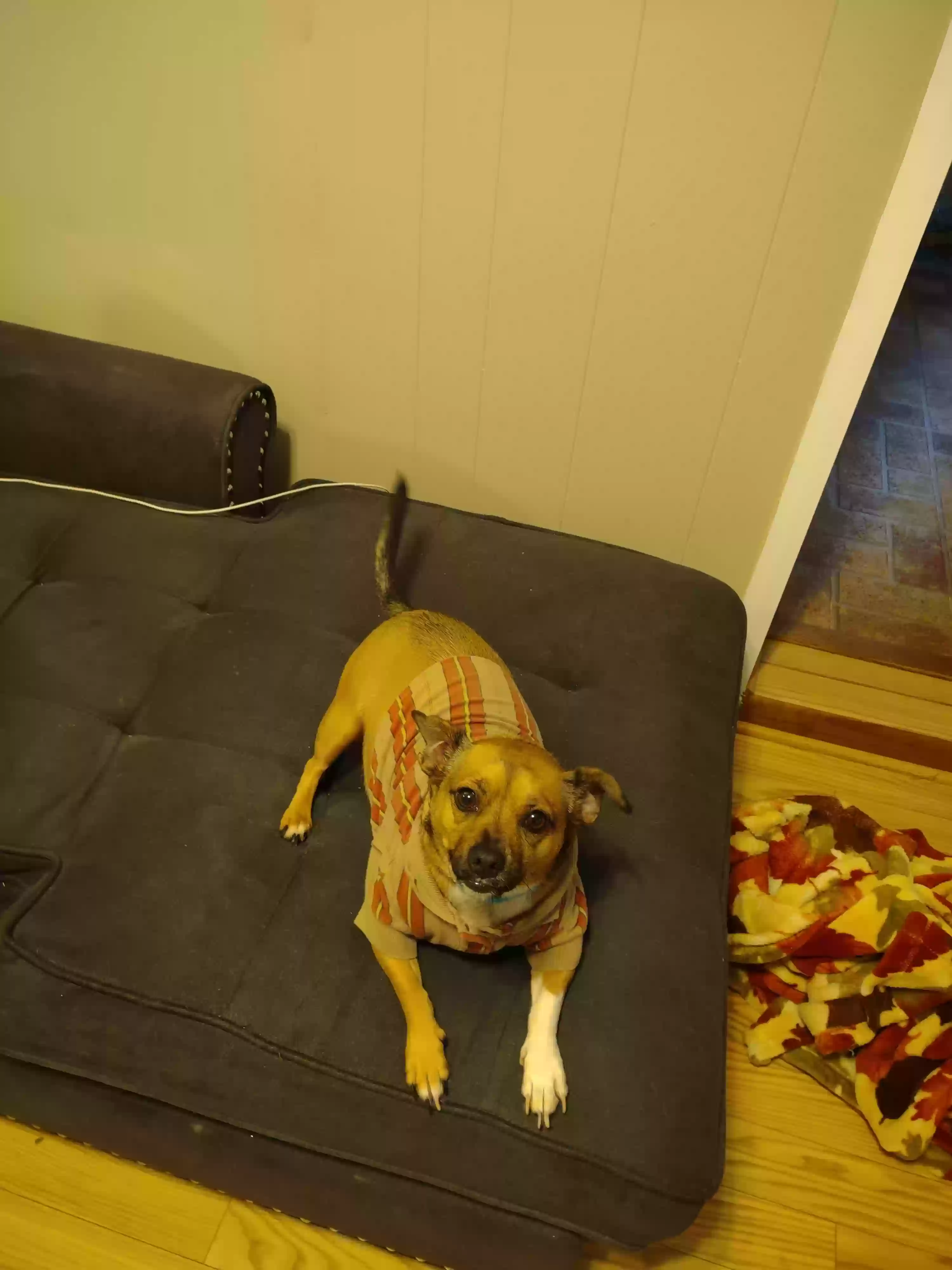 adoptable Dog in Cleveland,GA named Maxx