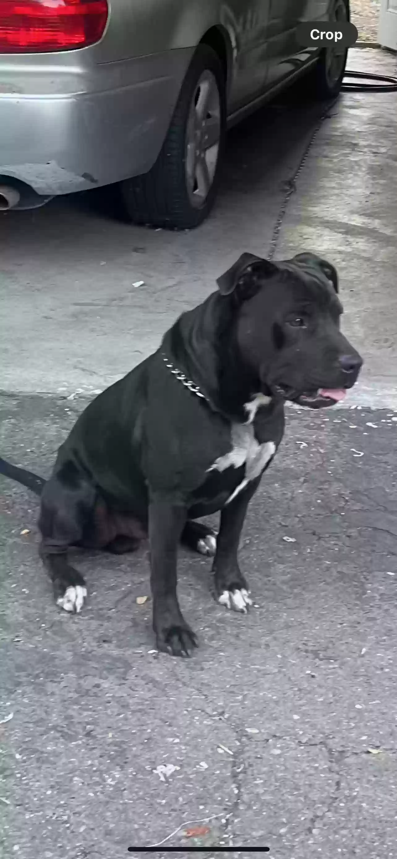 adoptable Dog in Stockton,CA named Apollo
