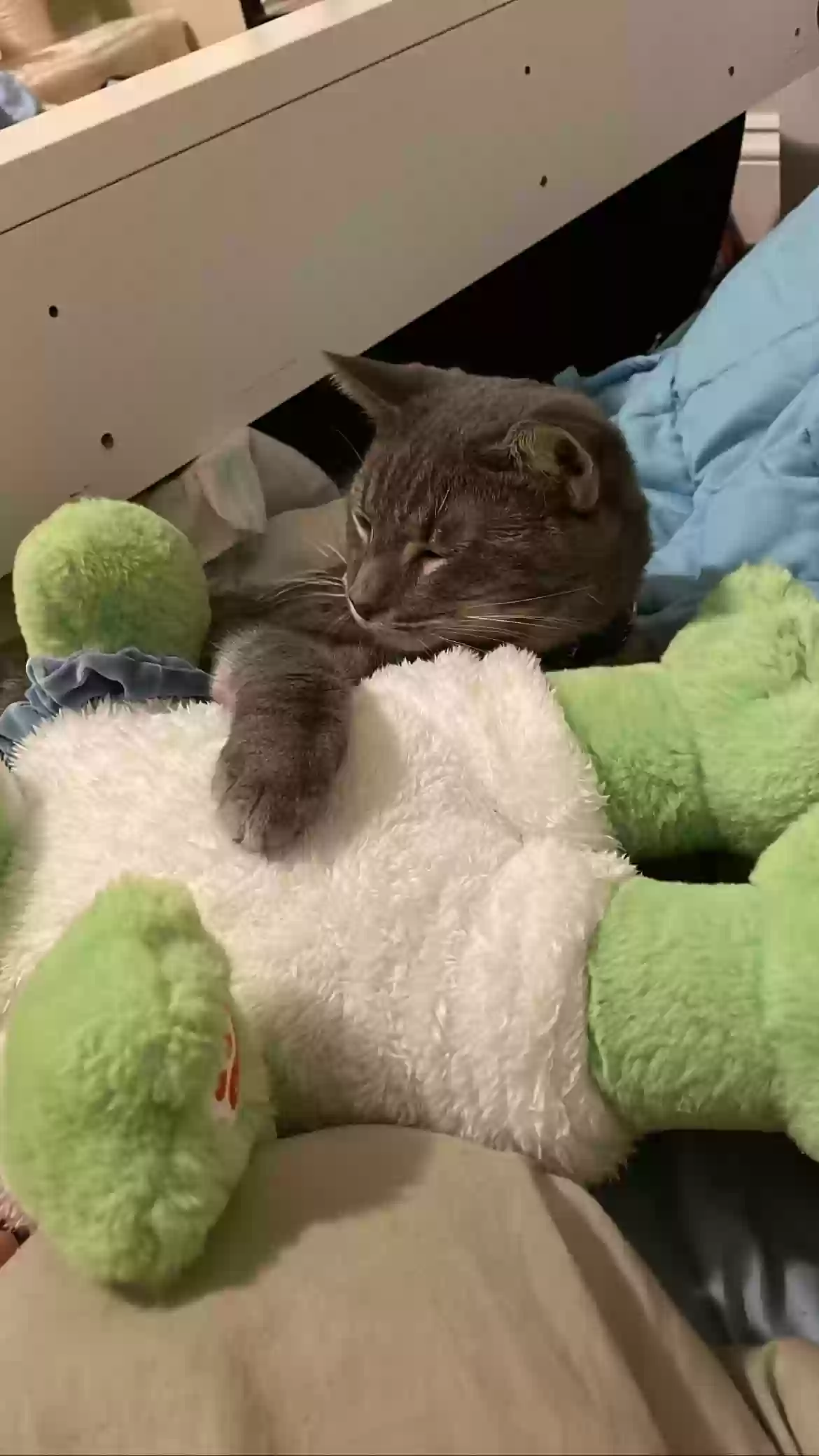 adoptable Cat in Duluth,GA named Levi