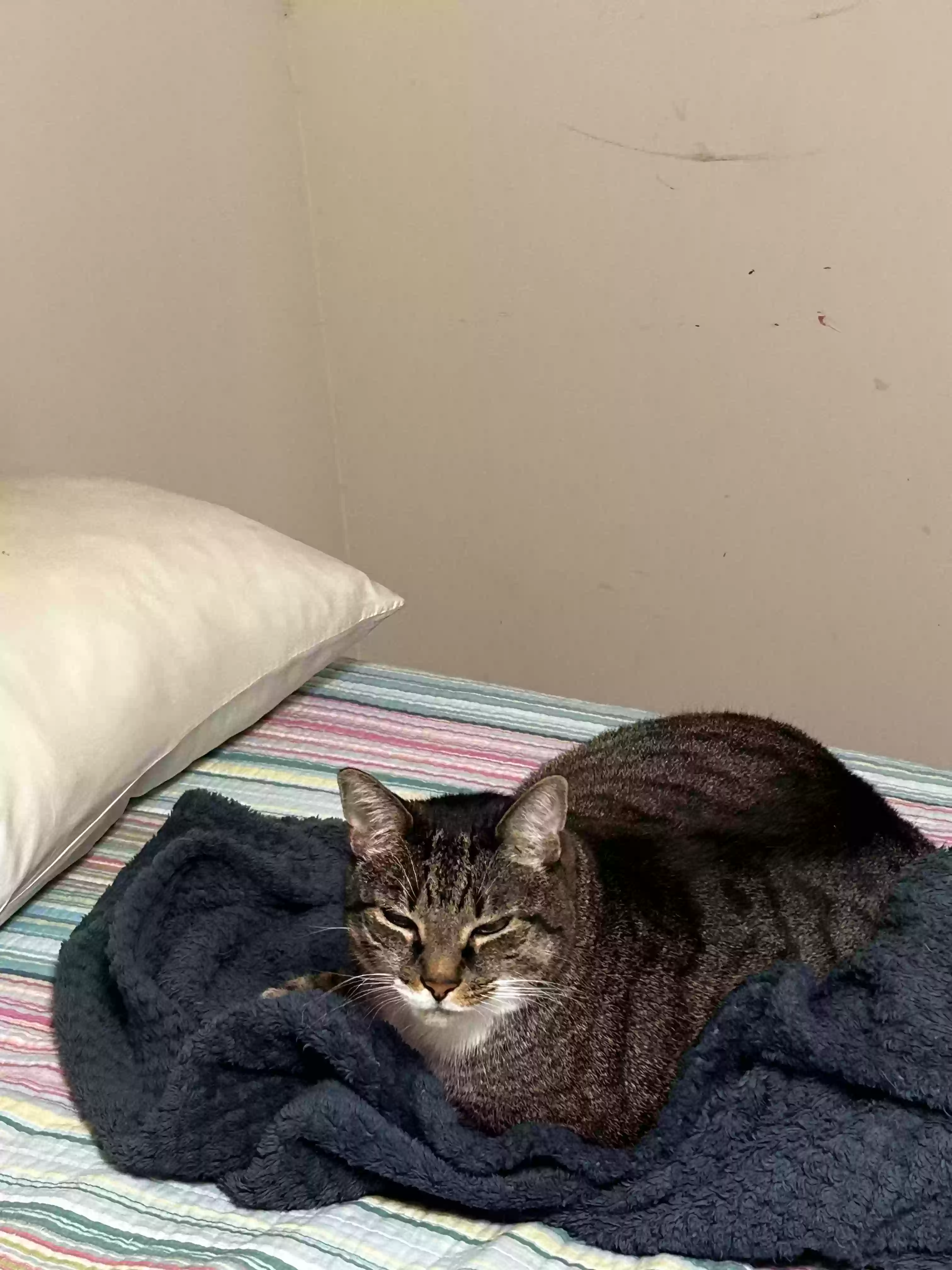 adoptable Cat in Lawrenceville,GA named Simba