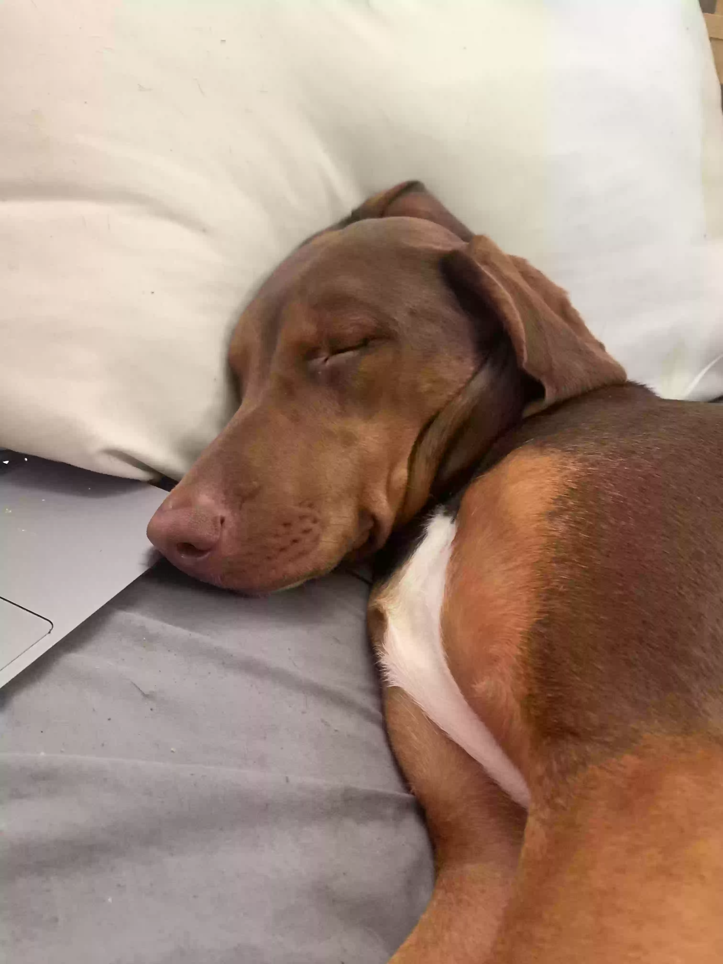 adoptable Dog in Powder Springs,GA named Sky