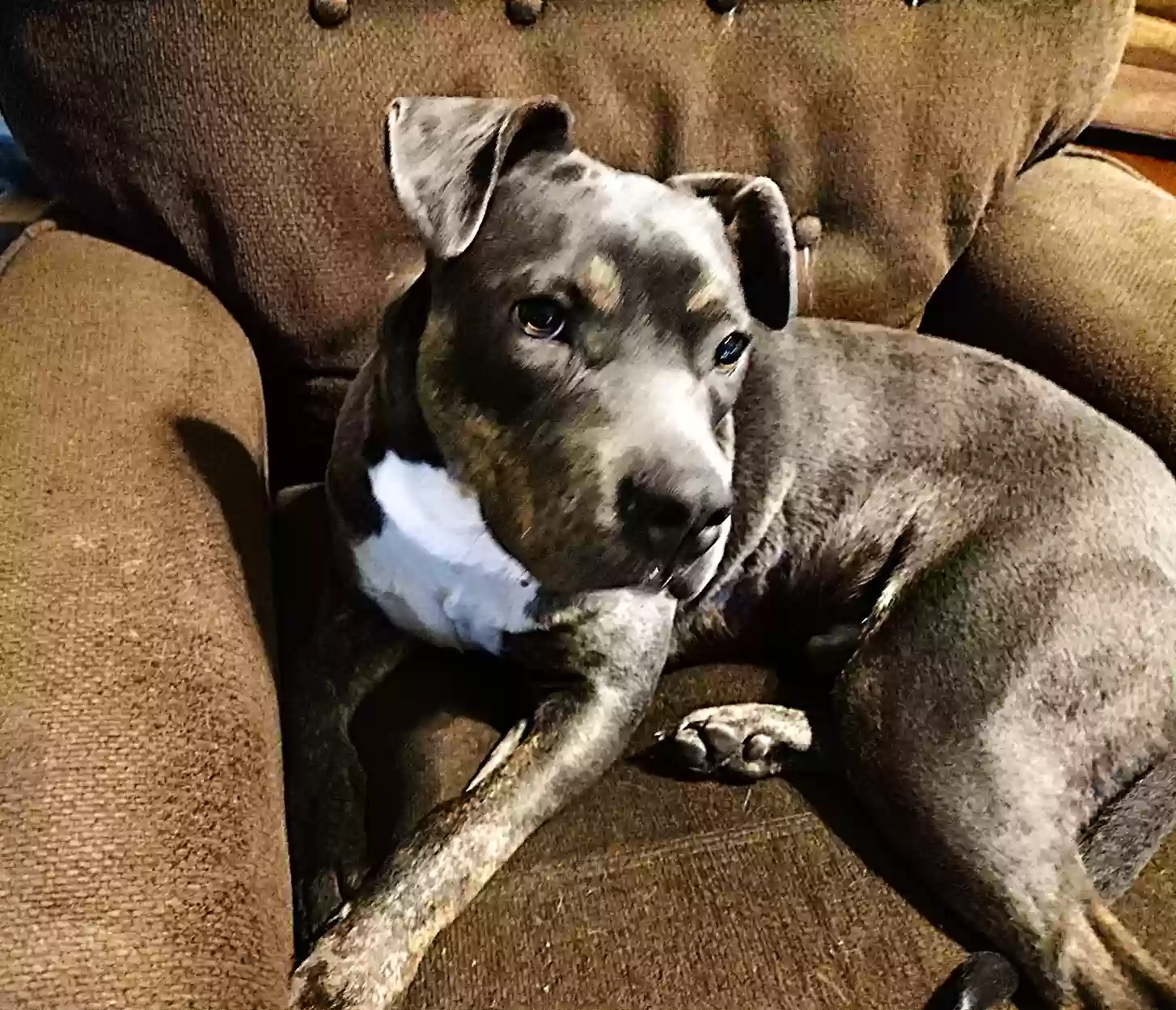 adoptable Dog in Greenville,NC named Marcus