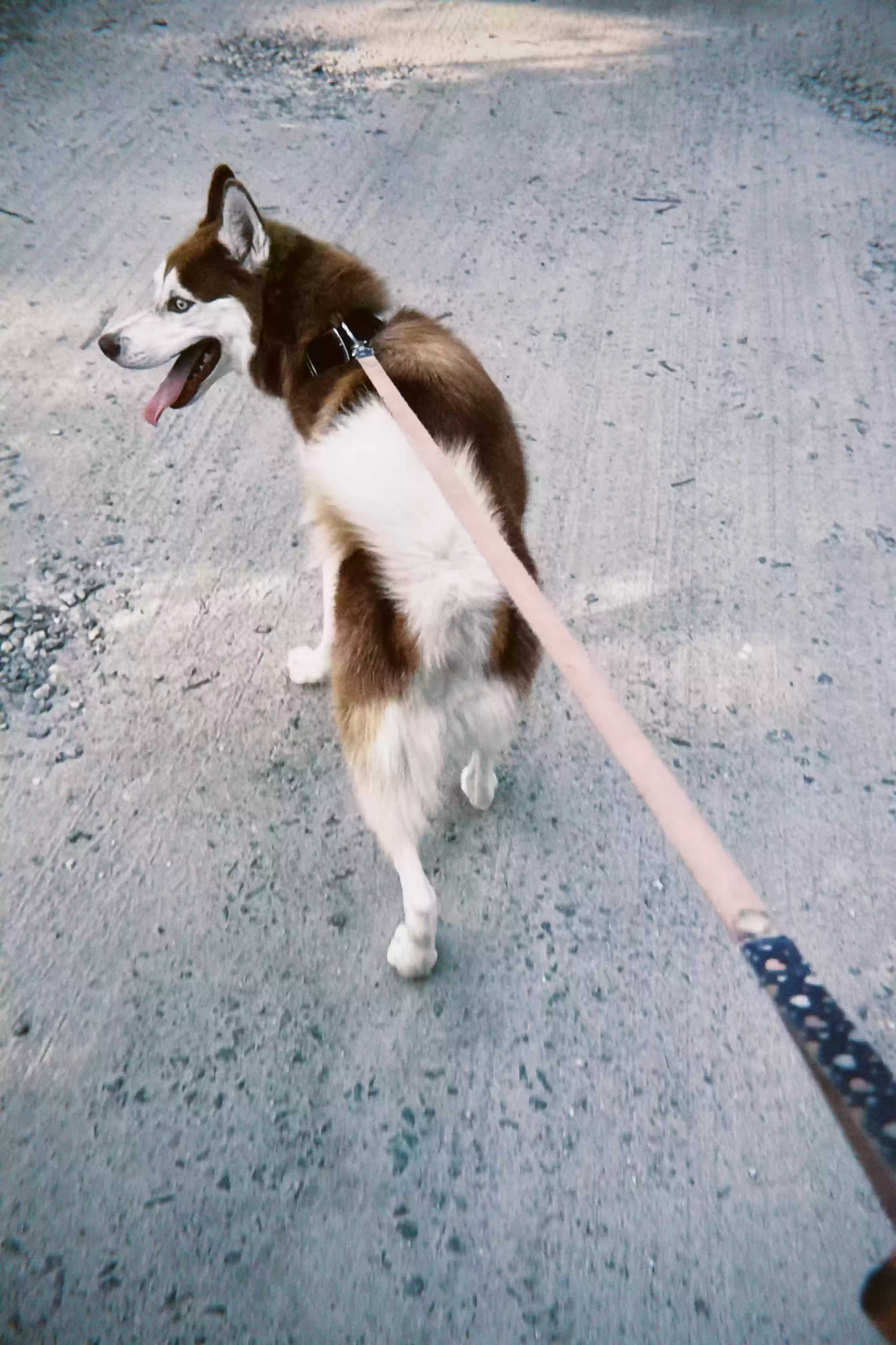 adoptable Dog in Atlanta,GA named None as of yet