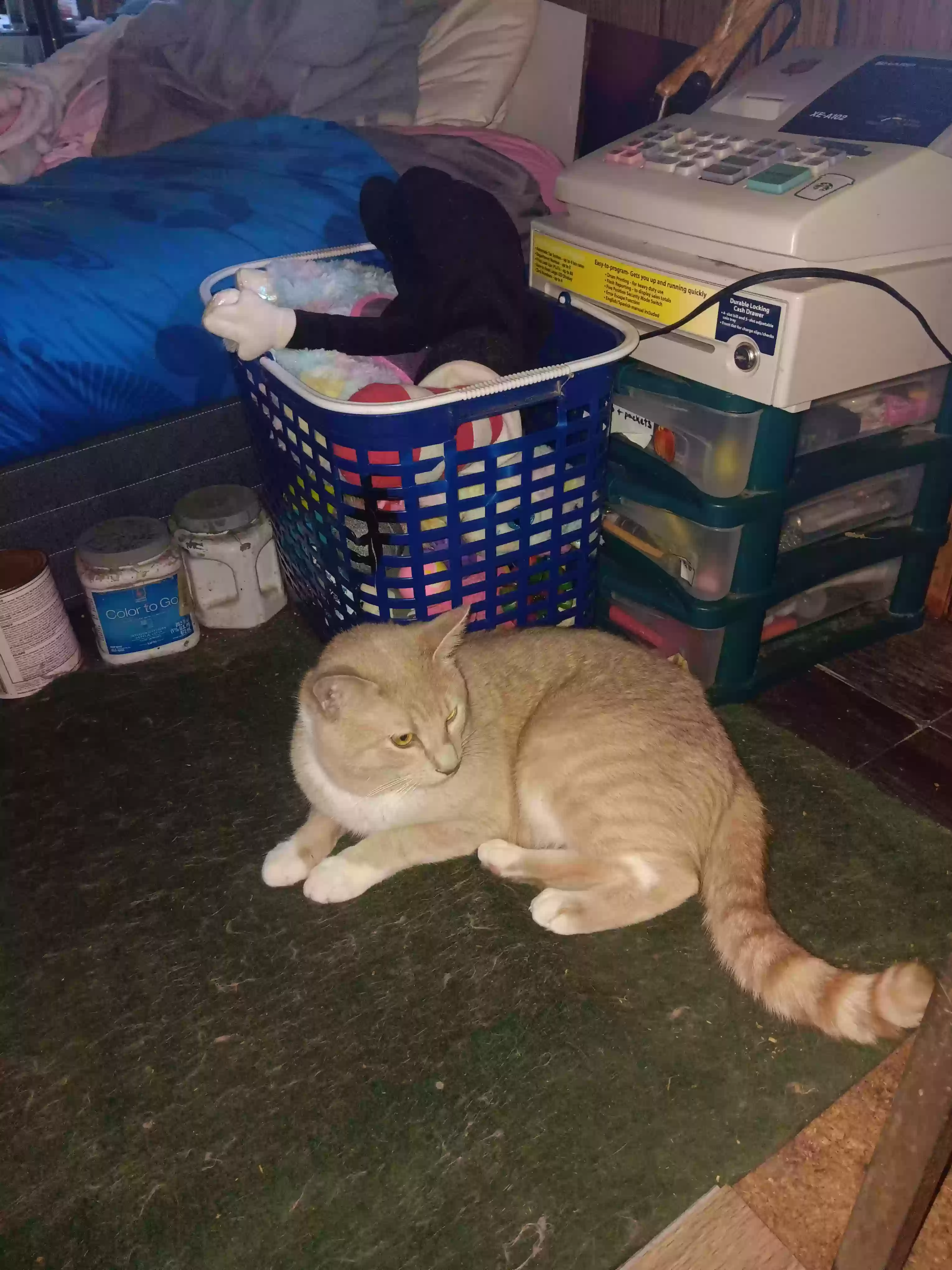 adoptable Cat in Canton,TX named Big brother