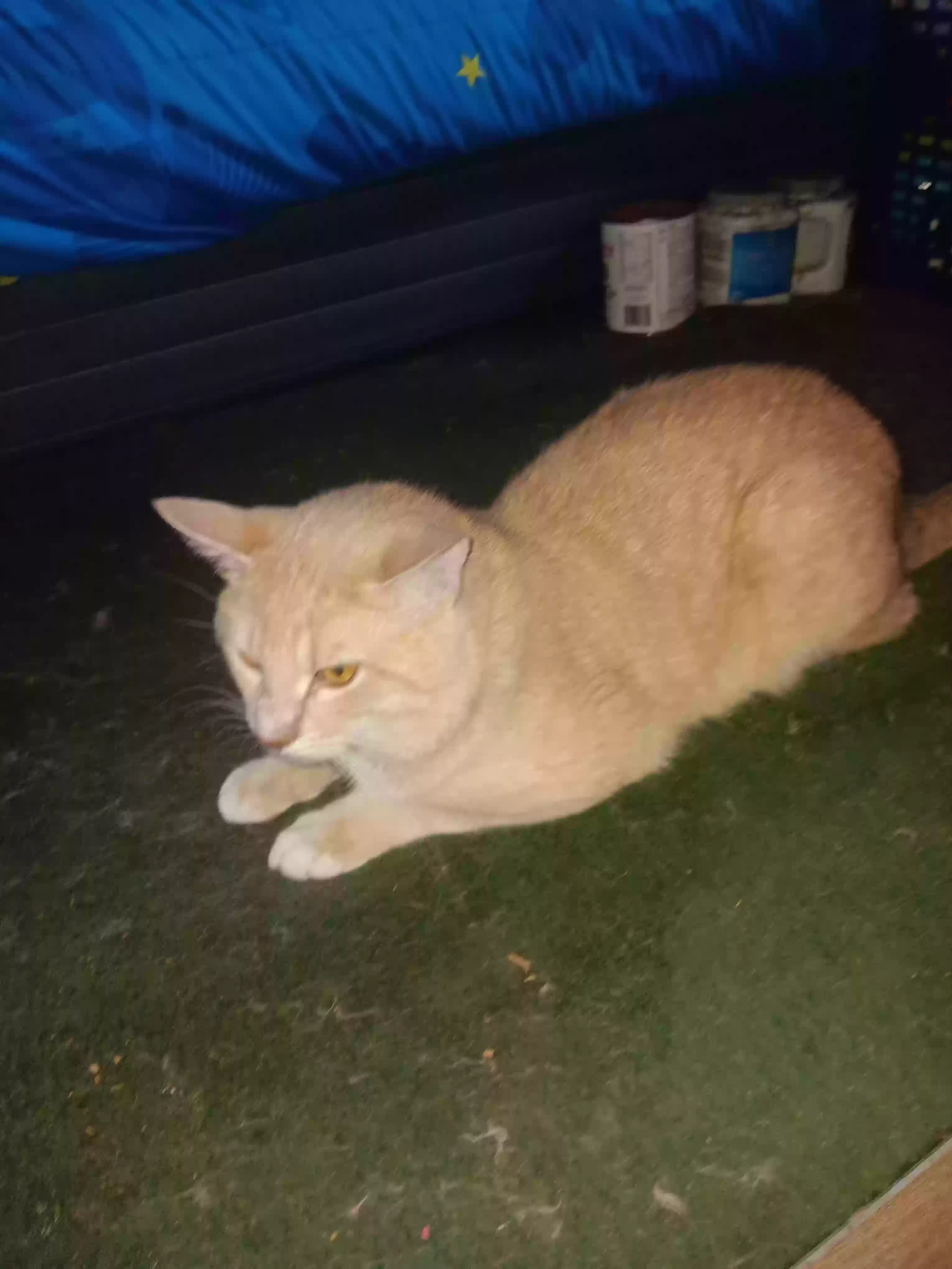 adoptable Cat in Canton,TX named Little brother