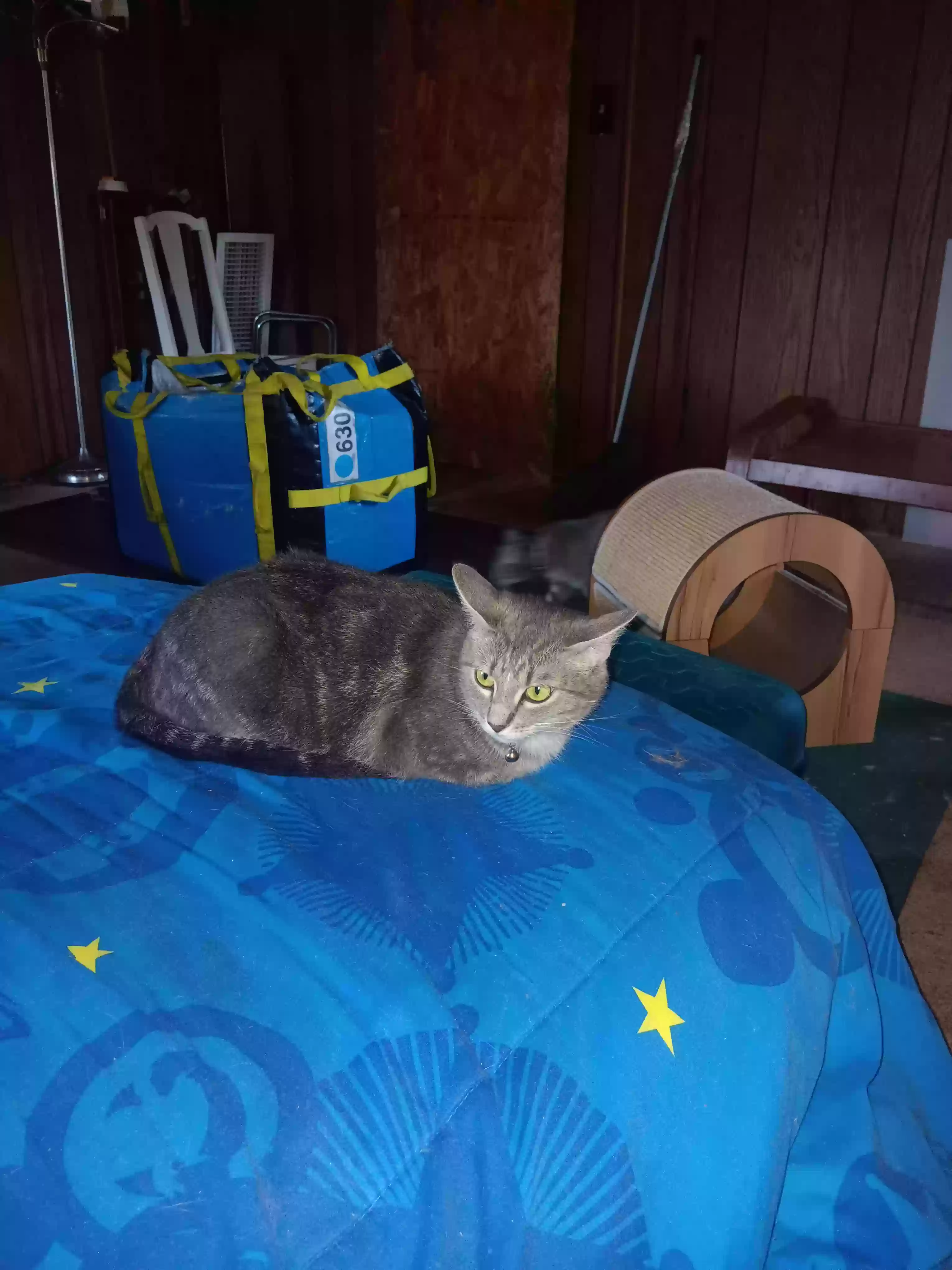 adoptable Cat in Canton,TX named Drama
