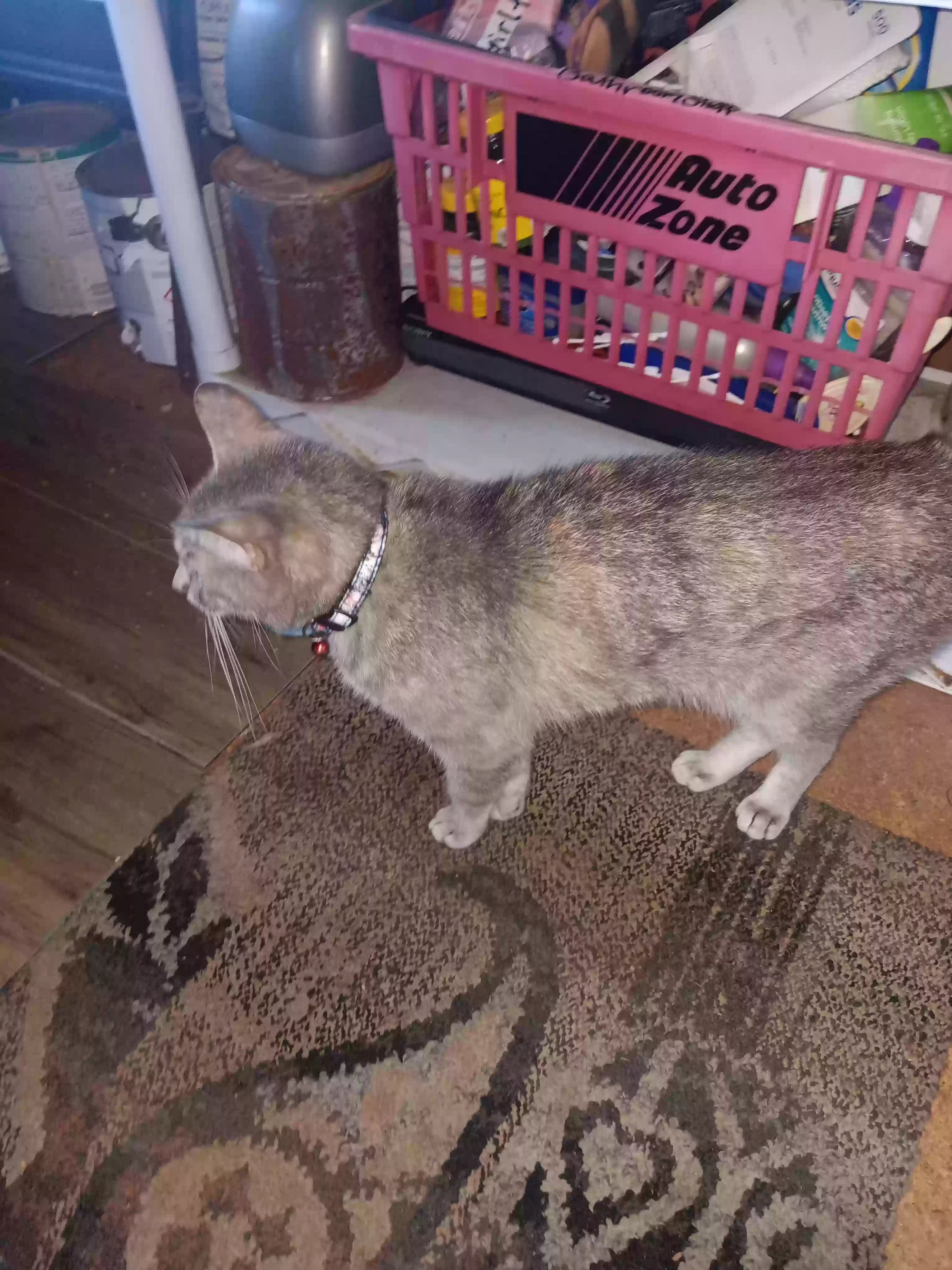adoptable Cat in Canton,TX named Kali