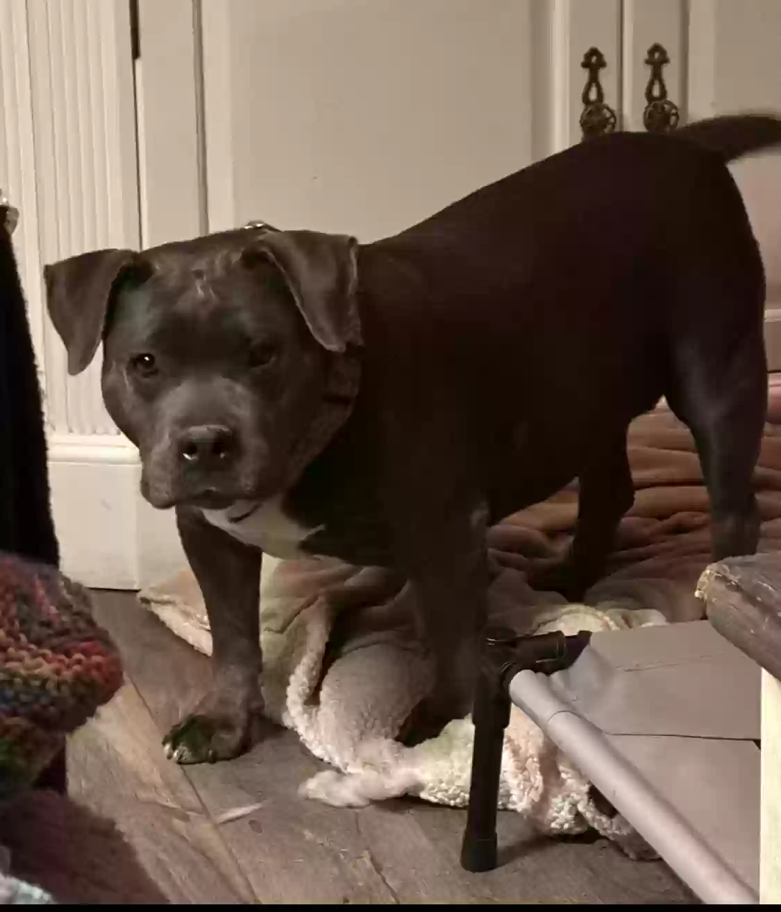 adoptable Dog in Perris,CA named Pepa