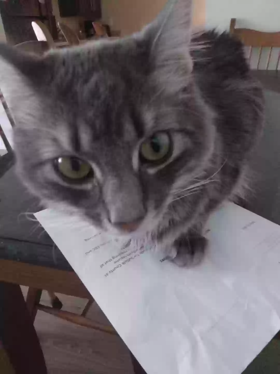 adoptable Cat in Boston,MA named Goose
