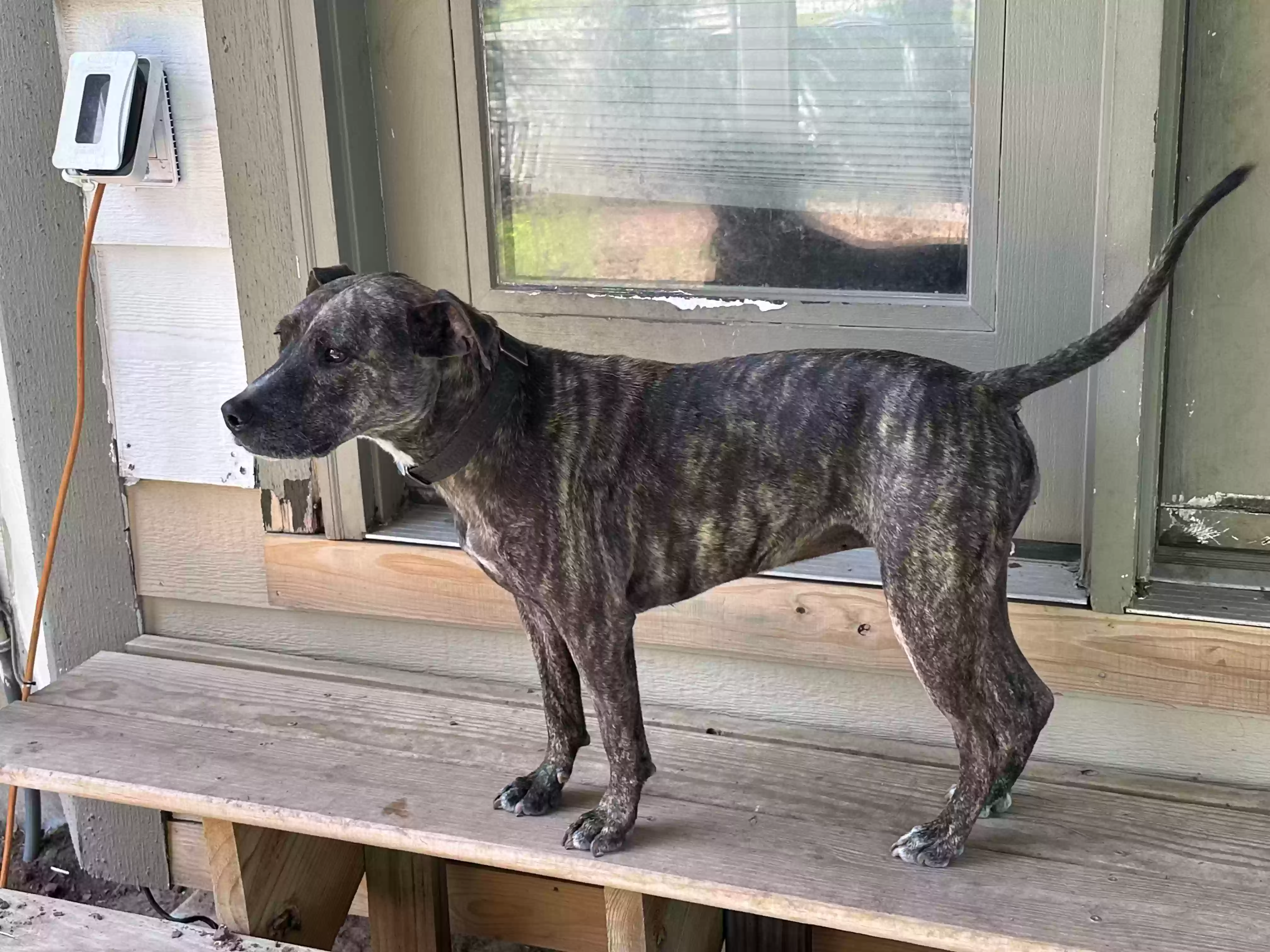 adoptable Dog in Derby,KS named Harley