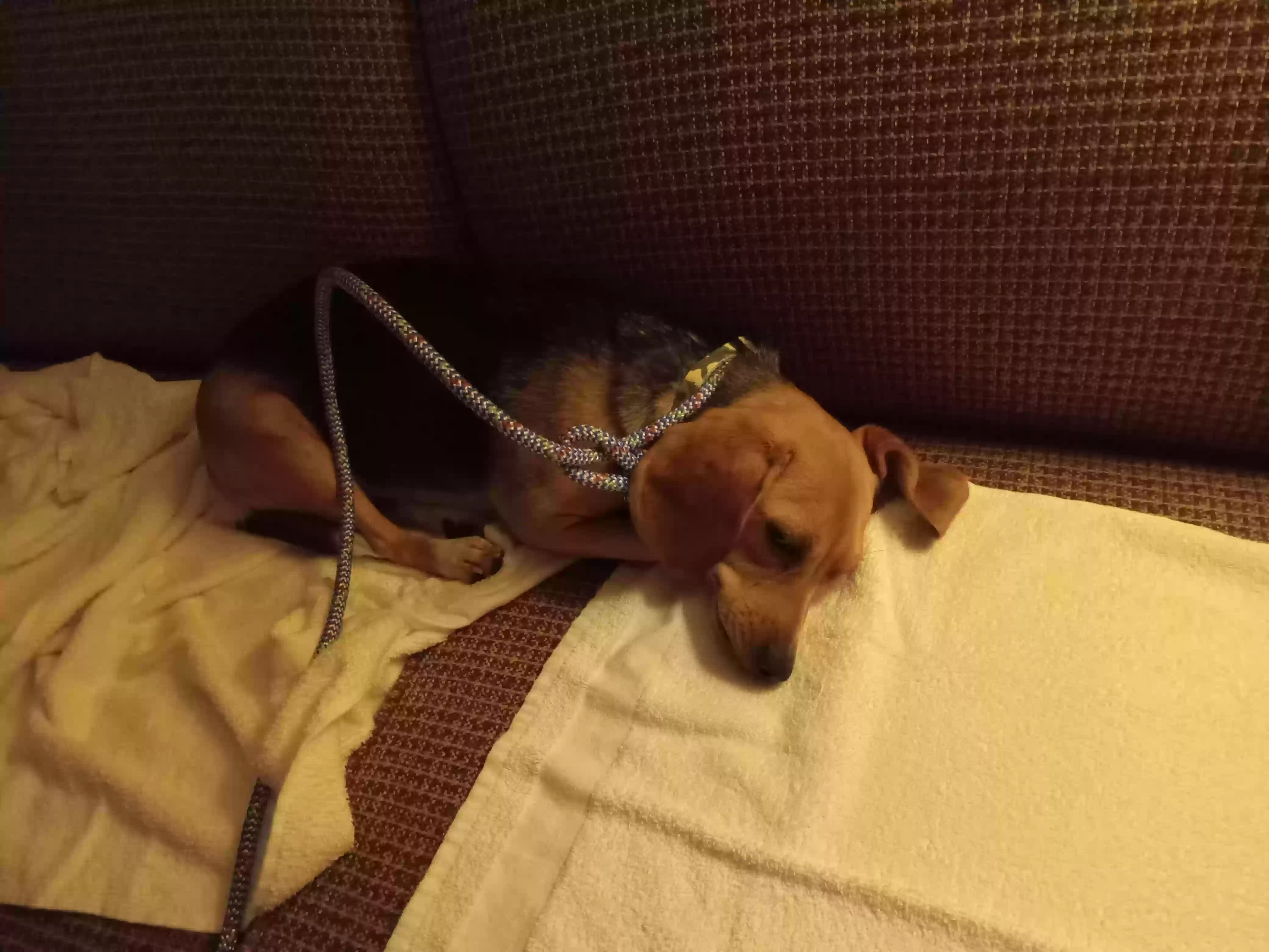 adoptable Dog in Athens,WV named Sweety
