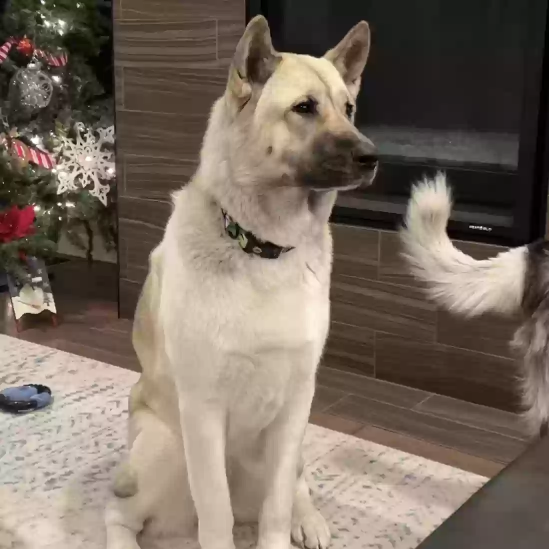 adoptable Dog in Englewood,CO named Tucker
