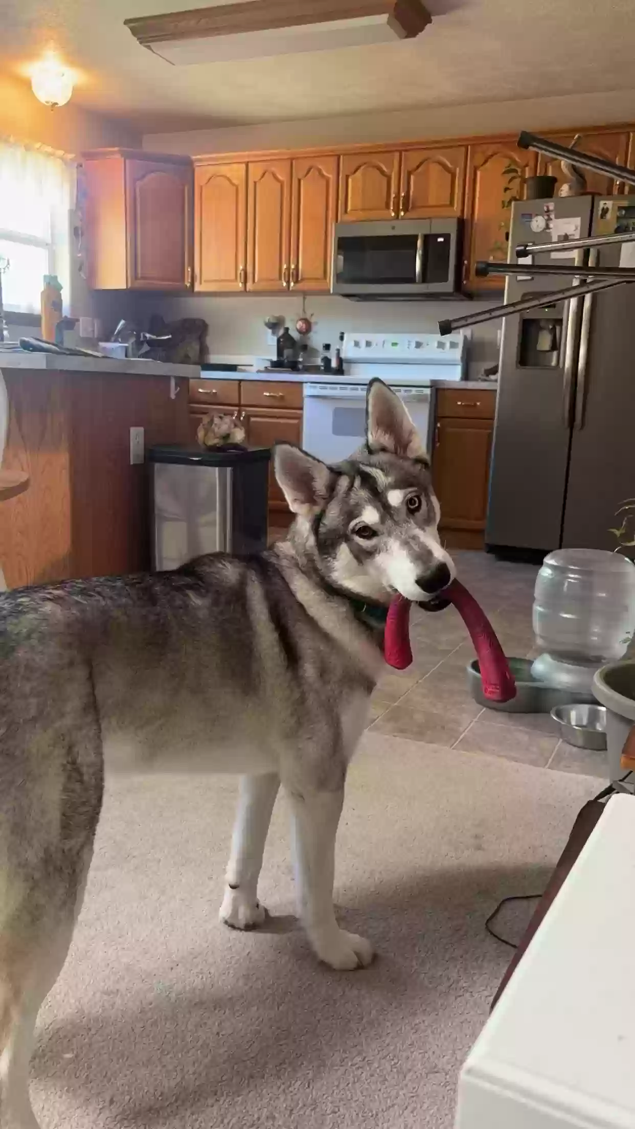 adoptable Dog in Pasco,WA named Willow