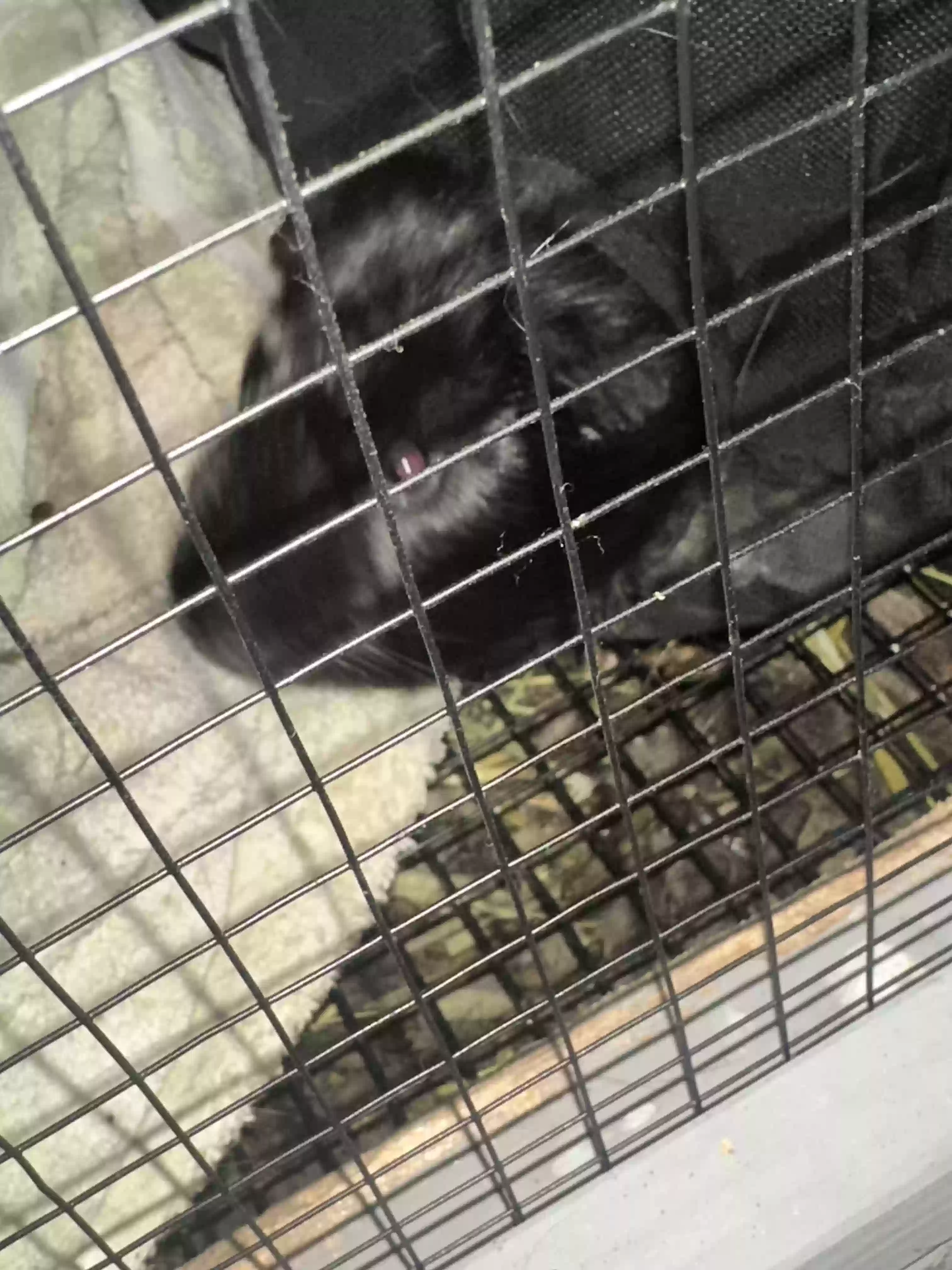 adoptable in Kenton,OH named Geo and nugget
